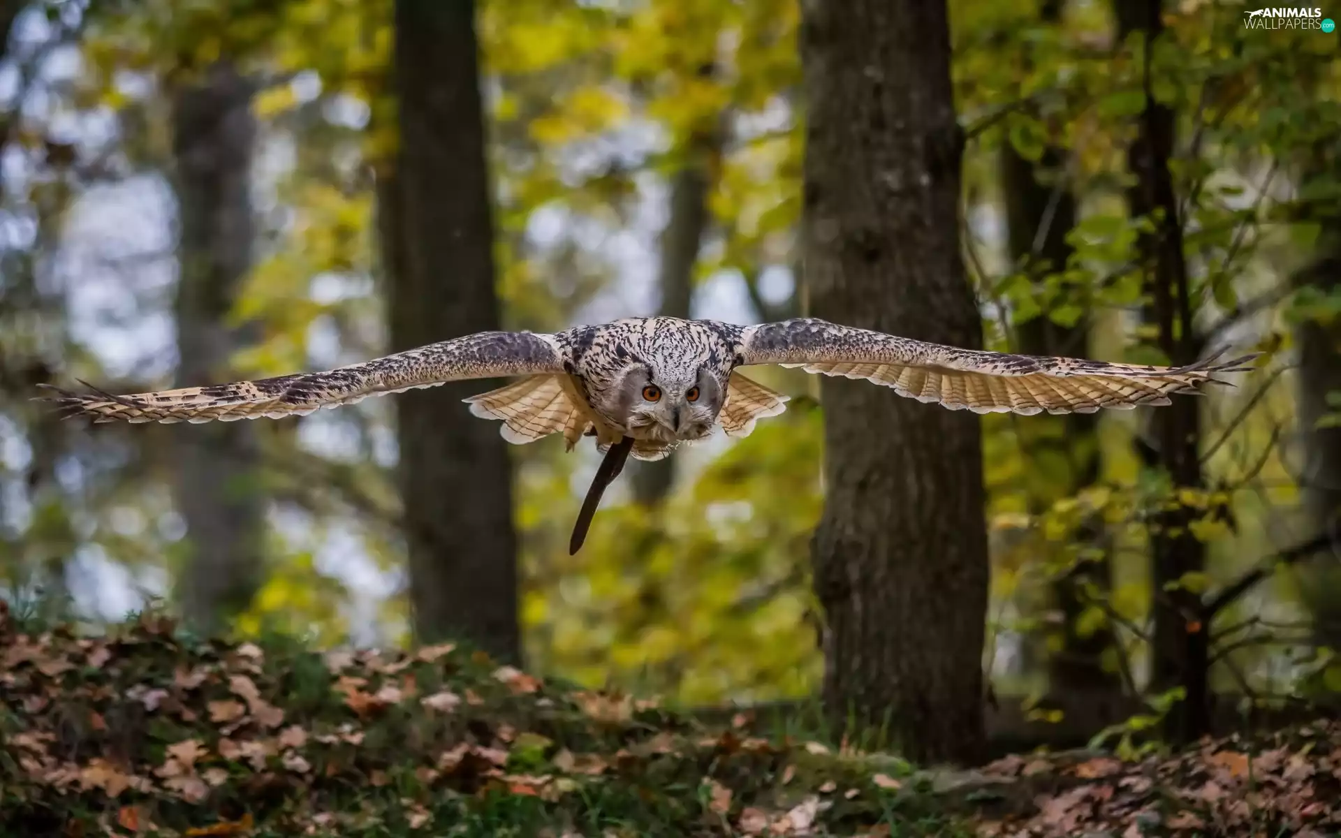 owl, forest, autumn, flight