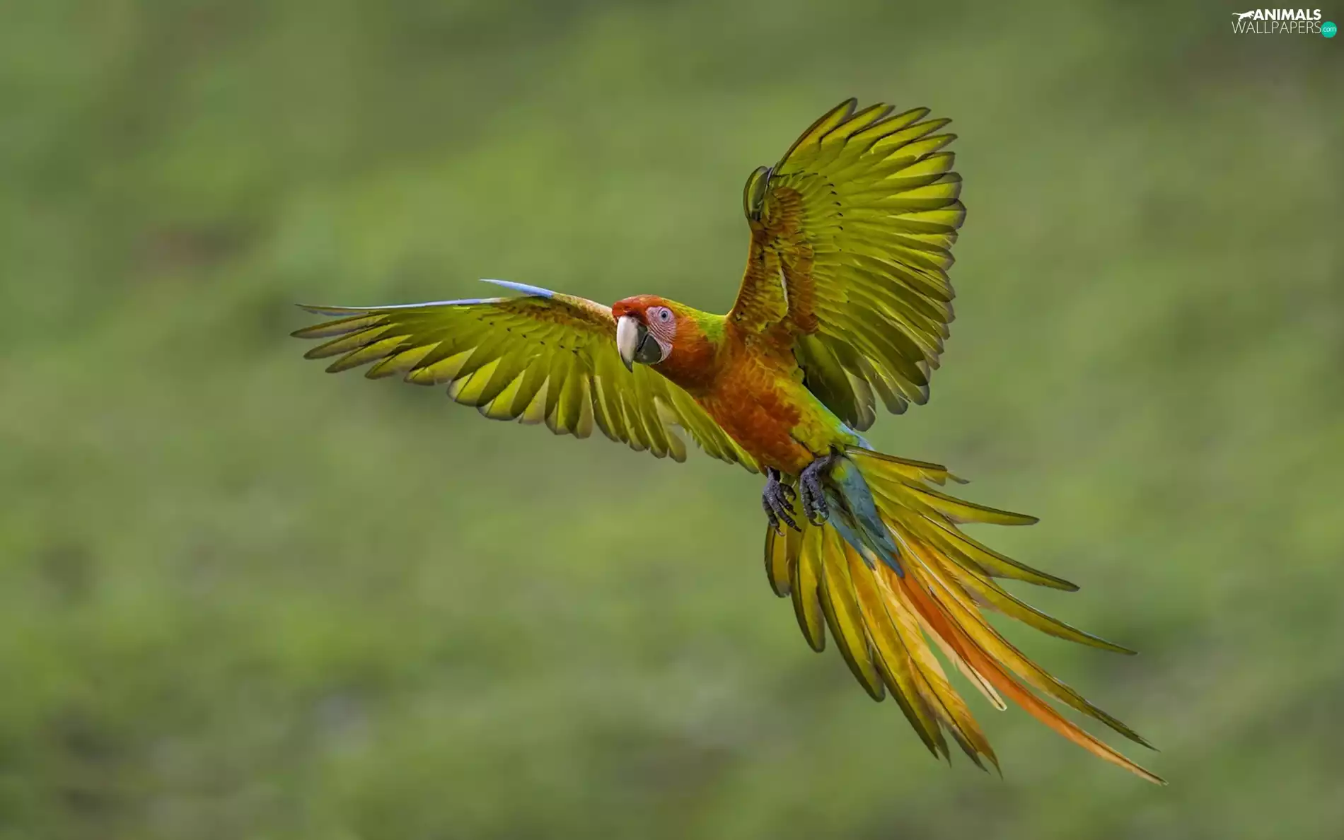 flight, Coloured, parrot