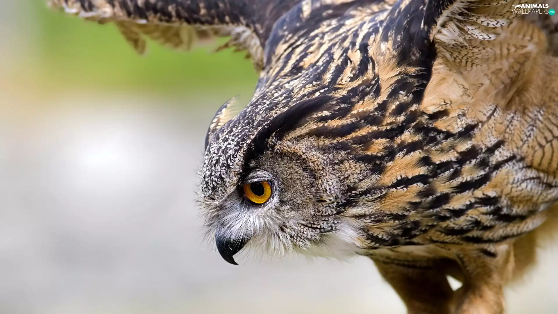 owl, flight, profile, eagle-owl