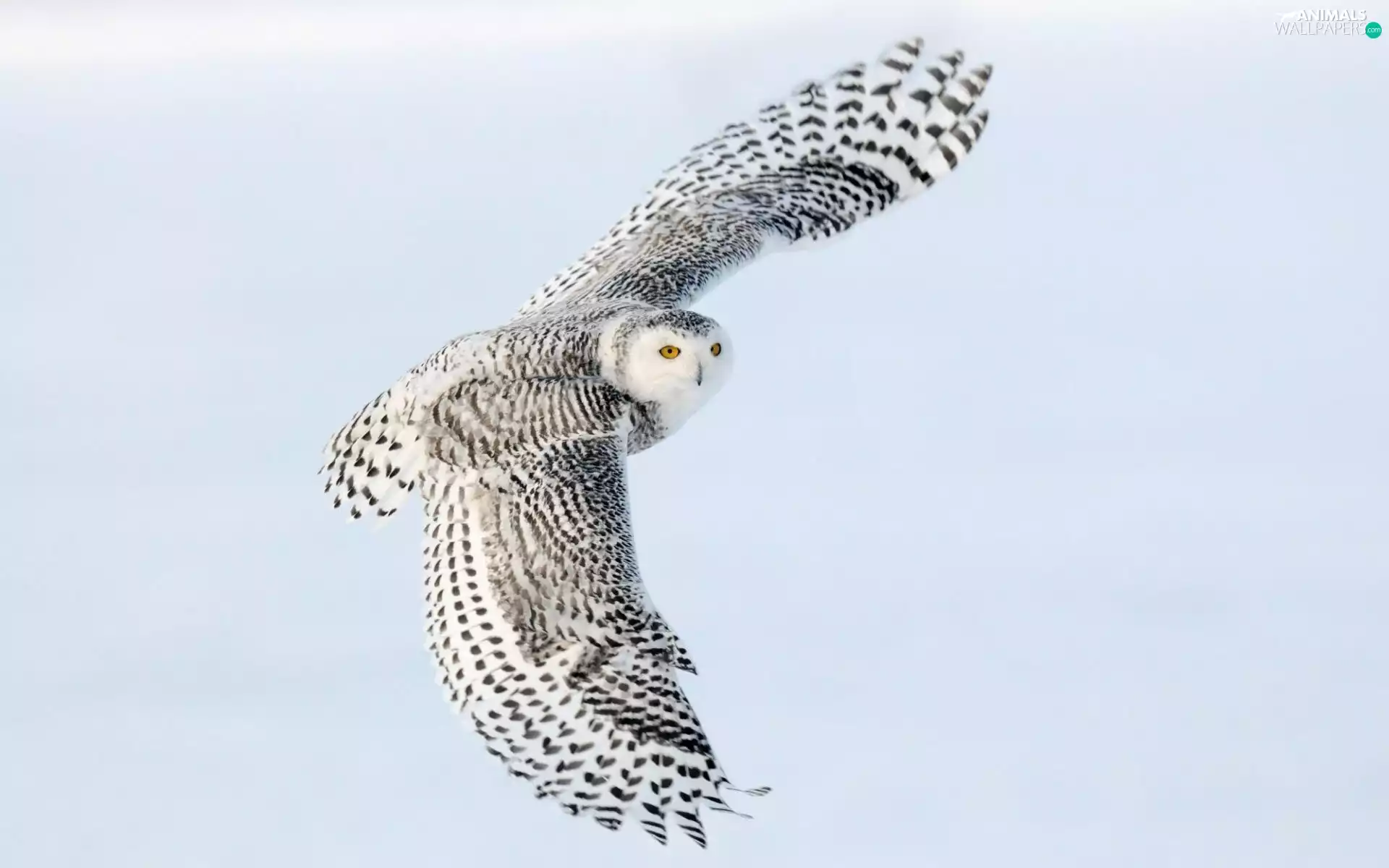 flight, owl, snow