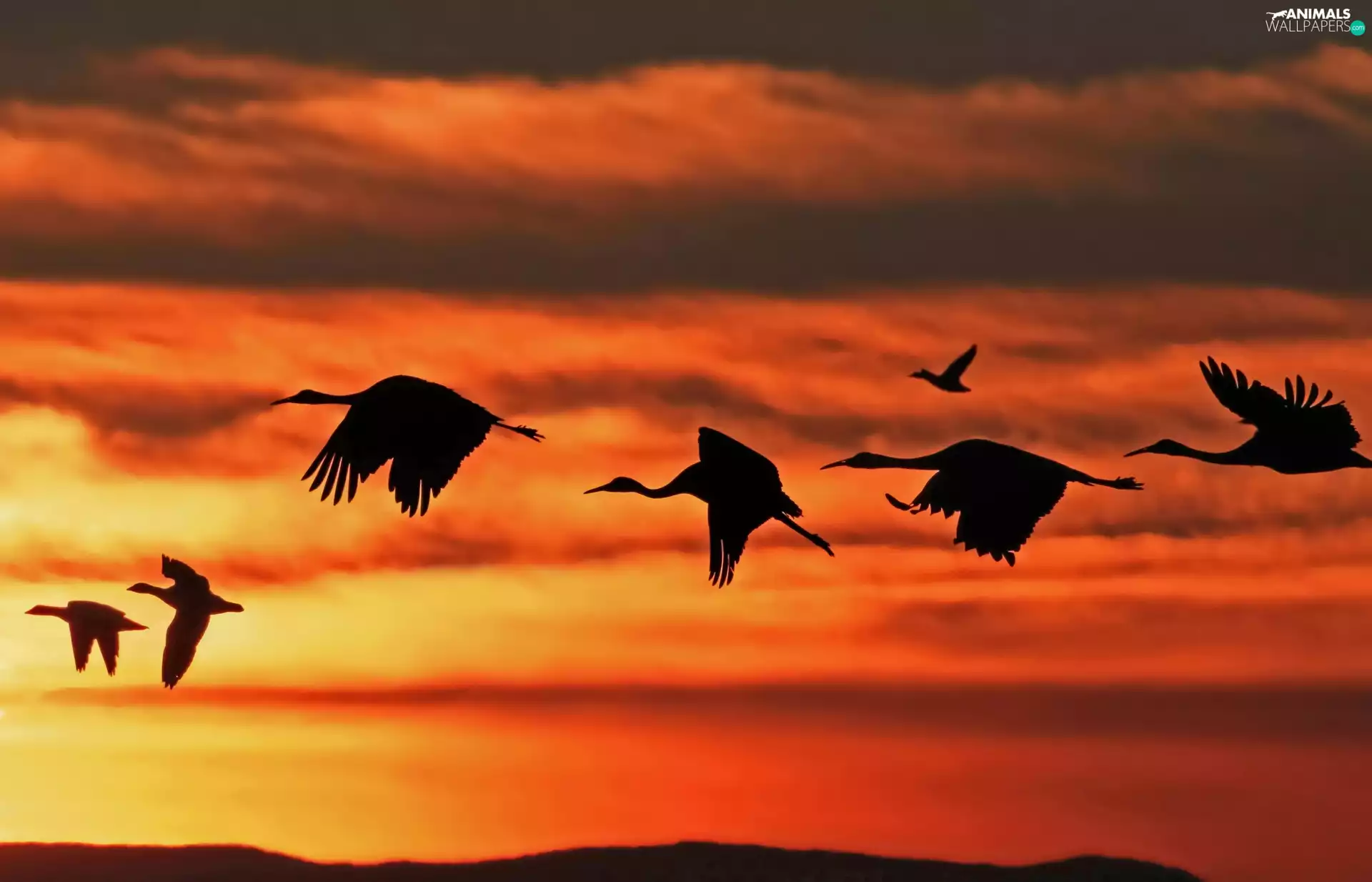 Storks, west, sun, flight