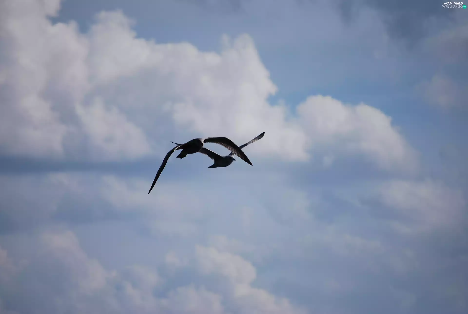 flight, gulls, summer