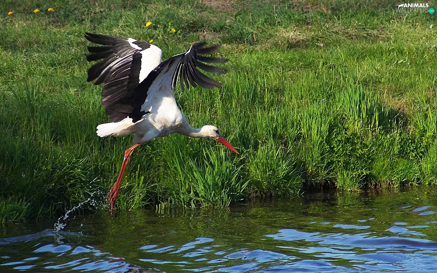 flight, stork, water