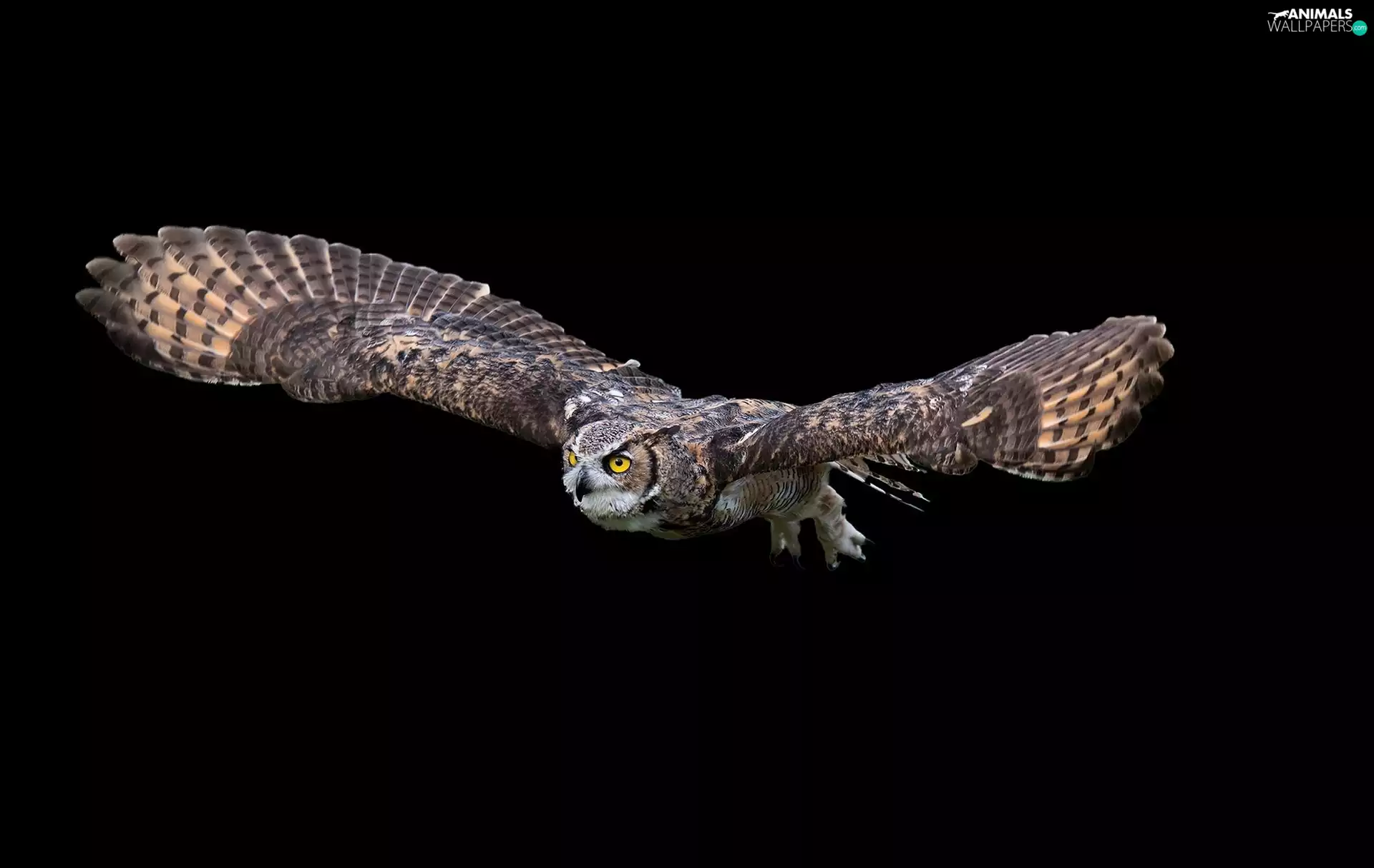 owl, flight, wings, eagle-owl