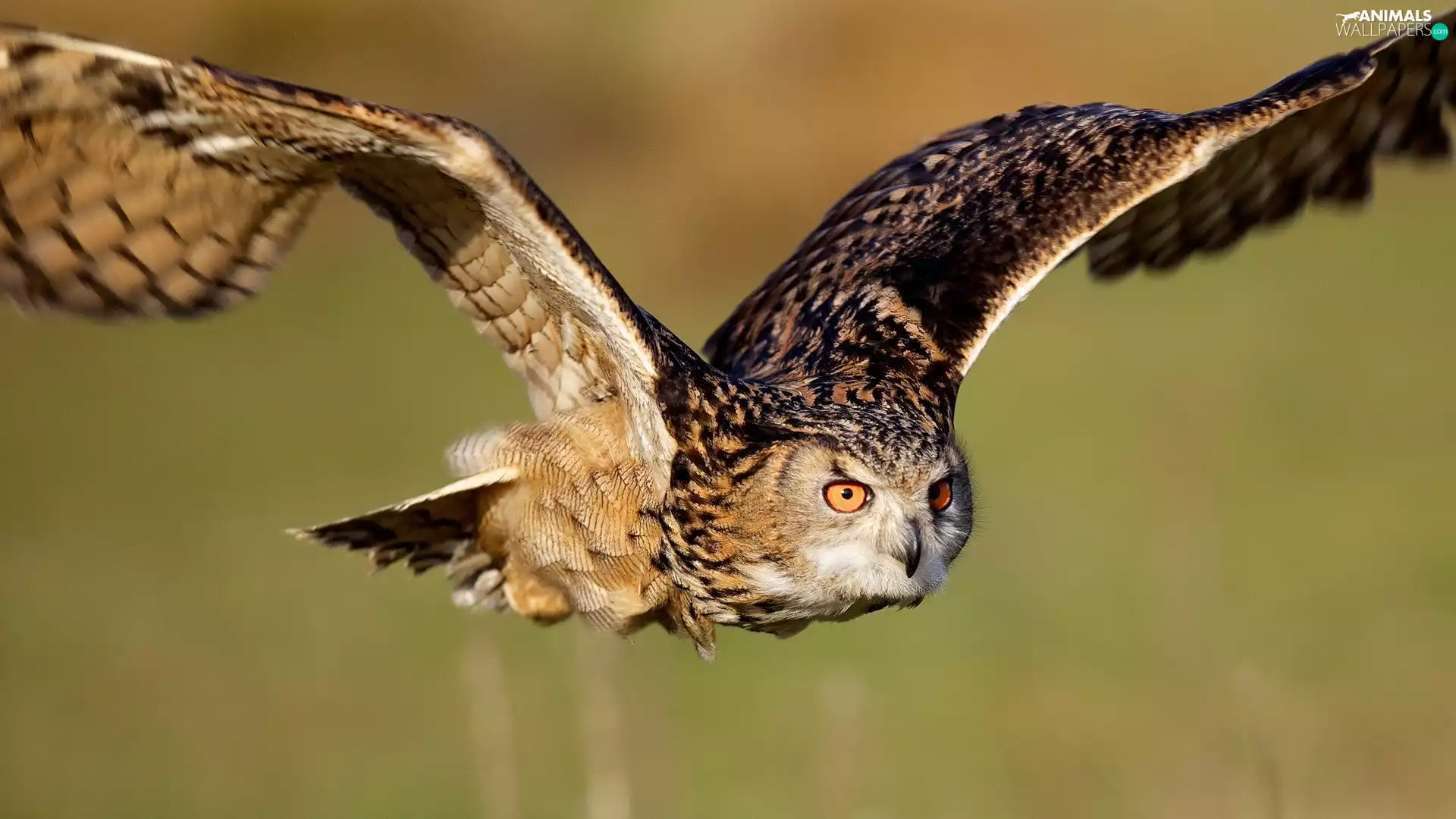 flight, owl, wings