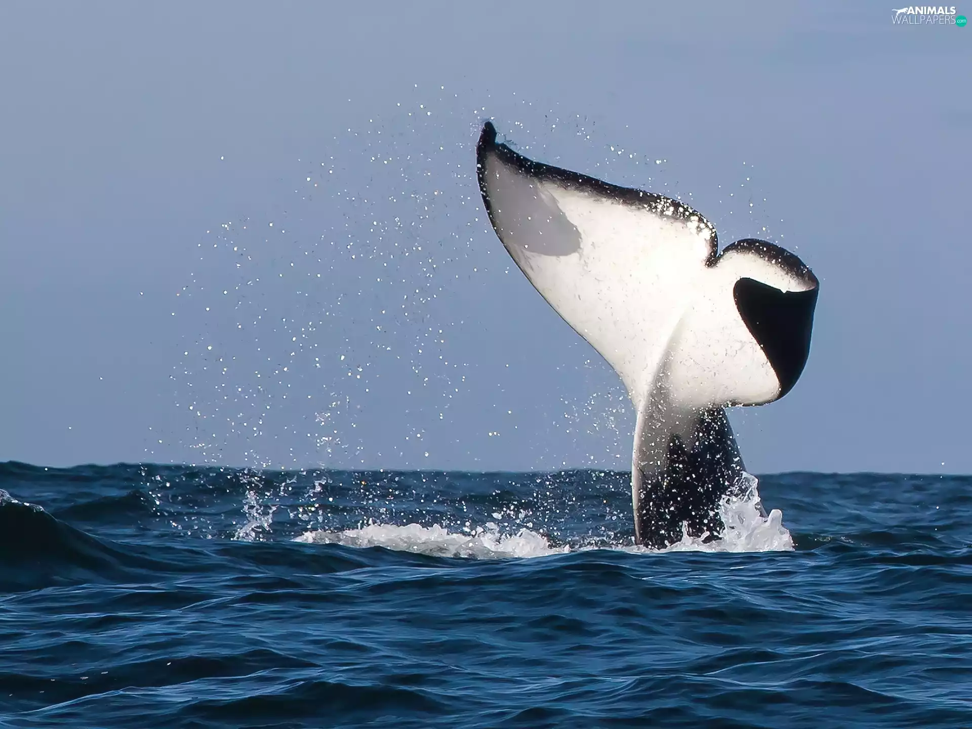 flipper, whale killer