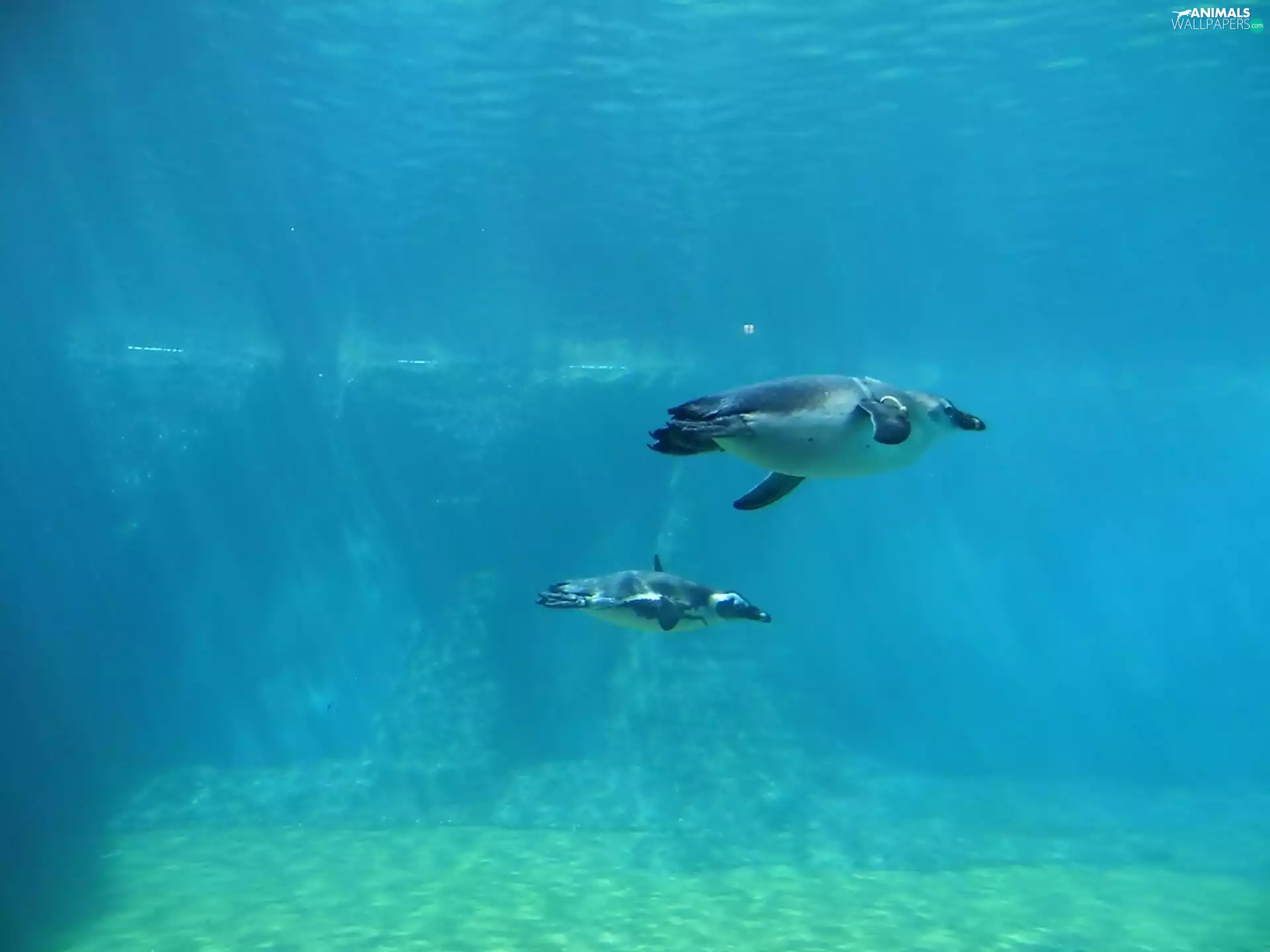 water, zoo, penguin, Floating, Two cars