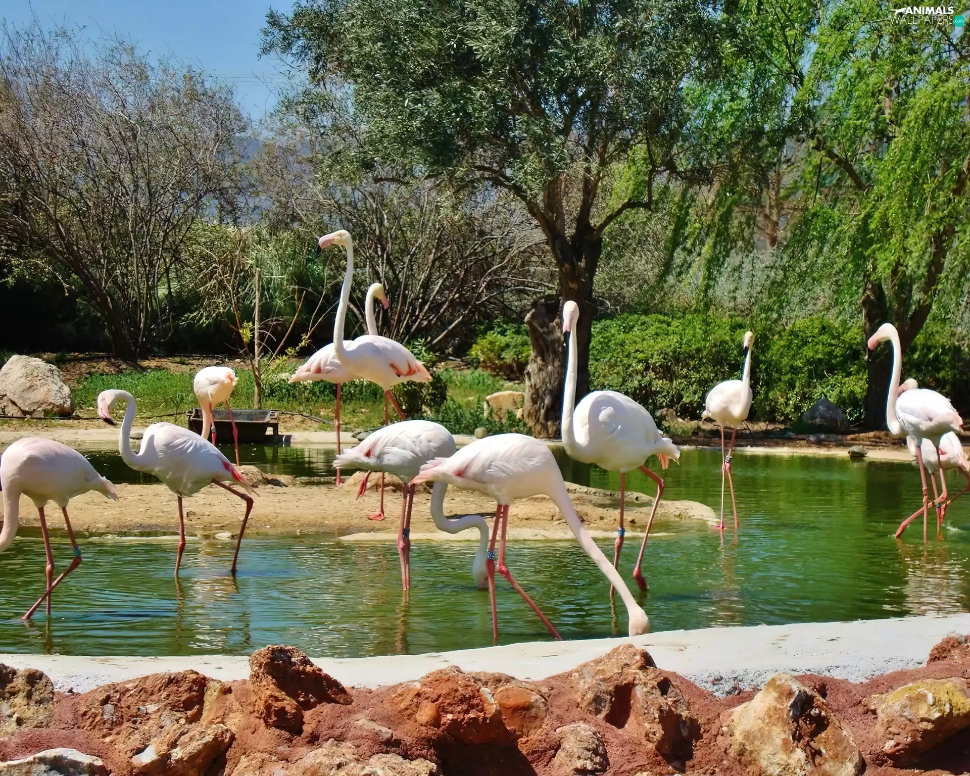 flock, flamingos