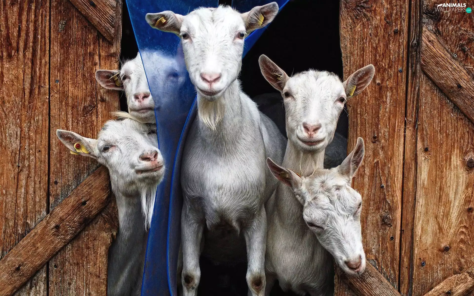 flock, White, Goats