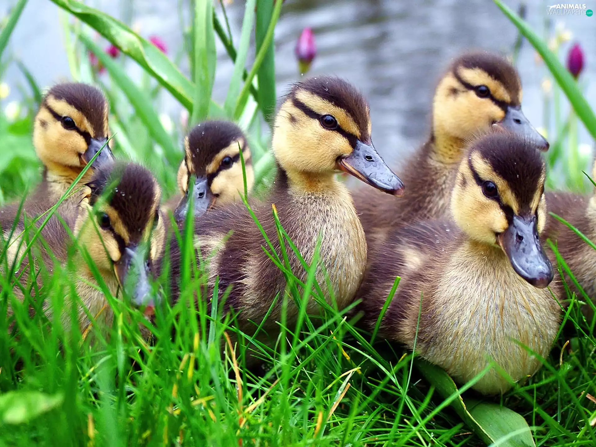 grass, small, ducklings, flock
