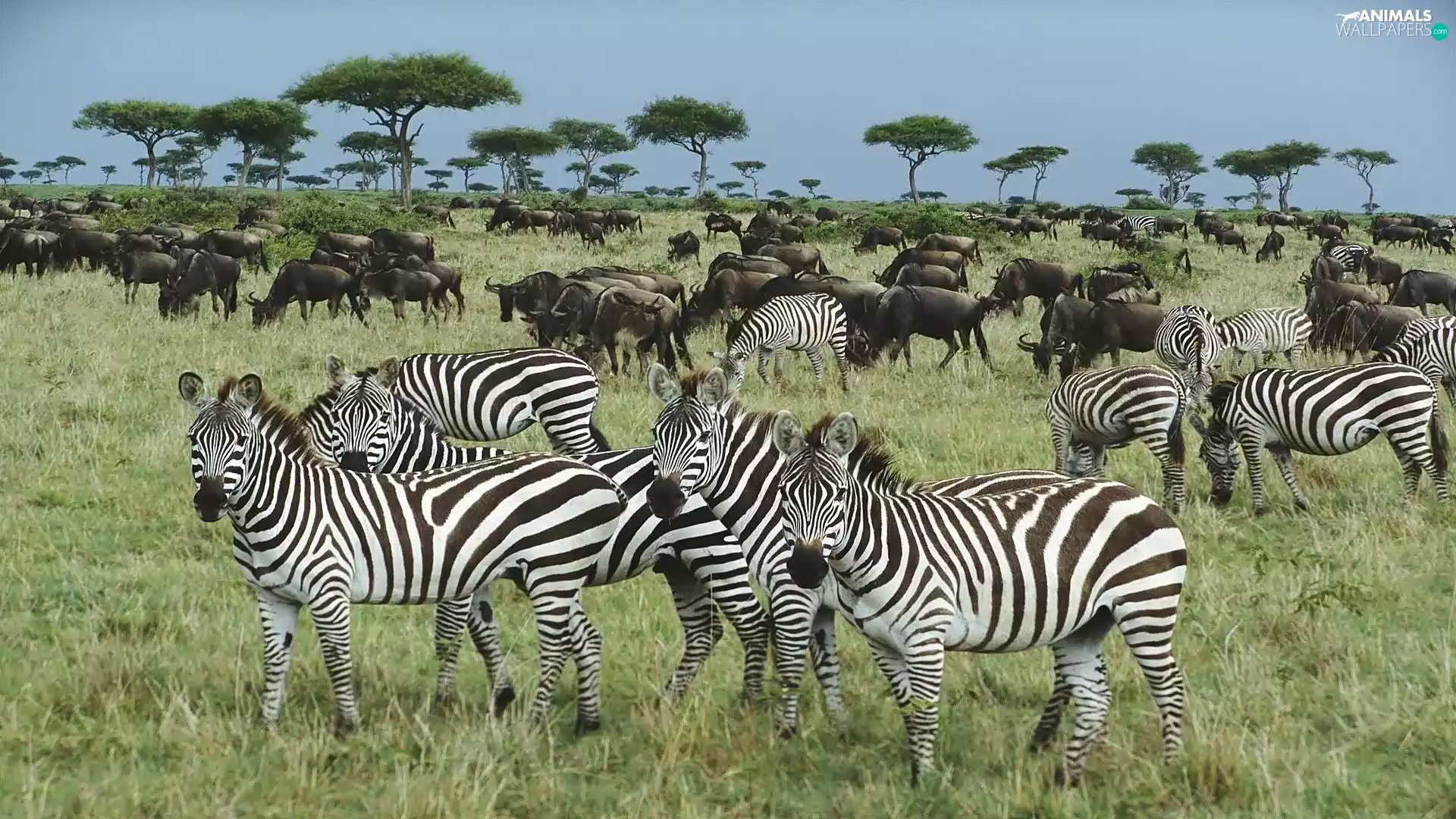 Flock, zebra, savanna