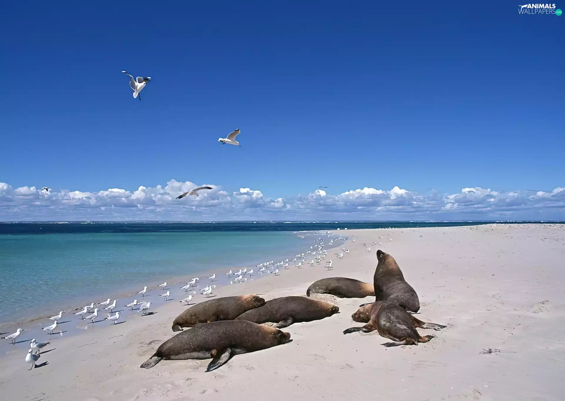 flock, seal
