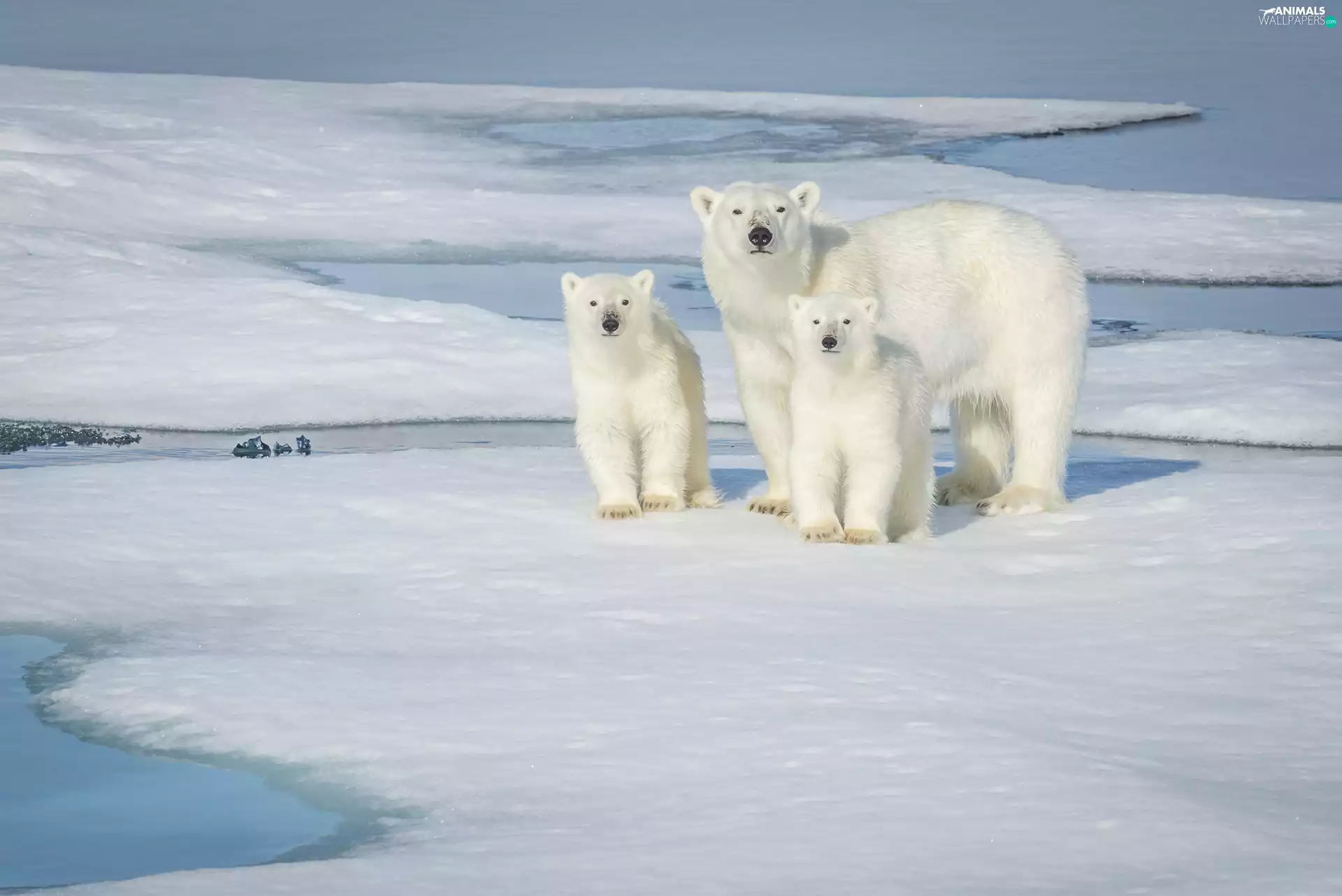 floe, bears, polar