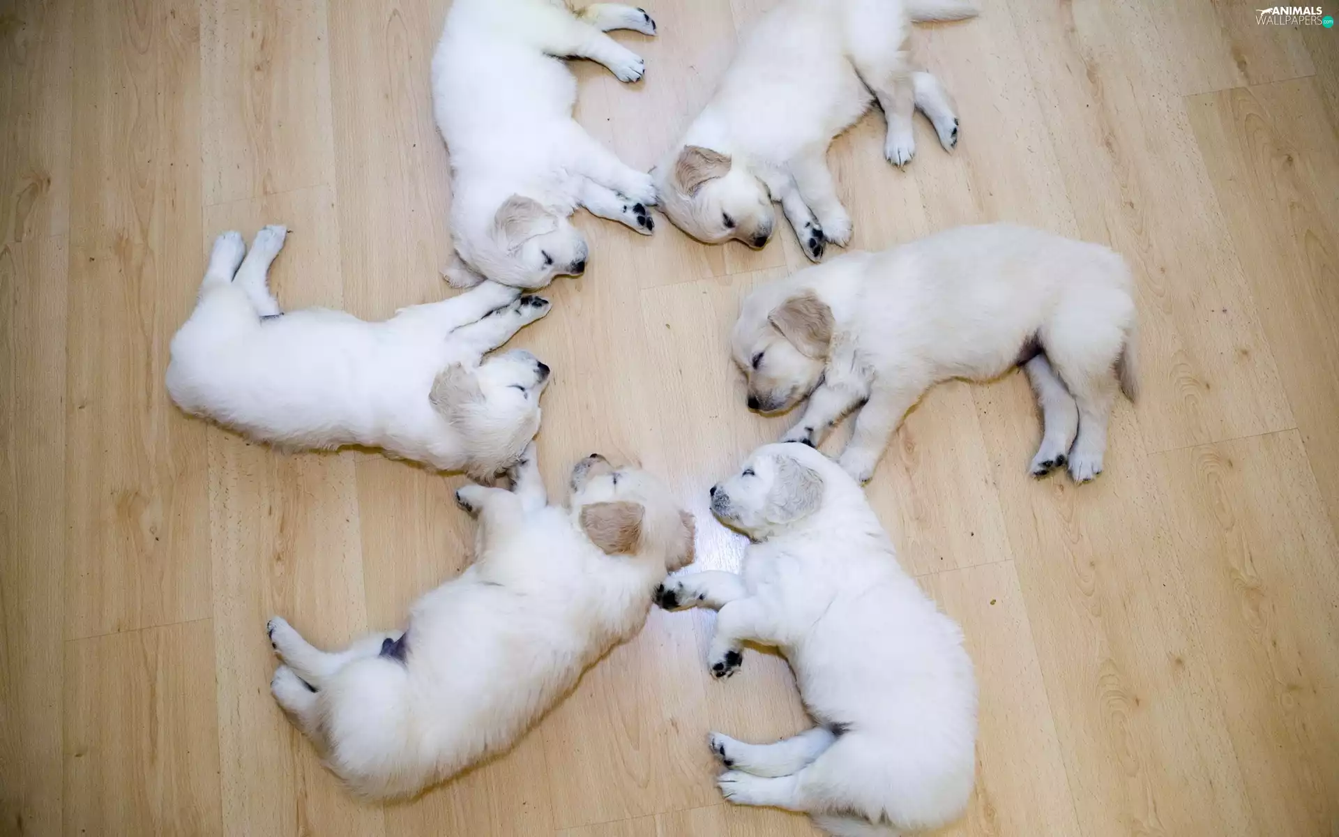 puppies, Sleeping, Labradors, floor