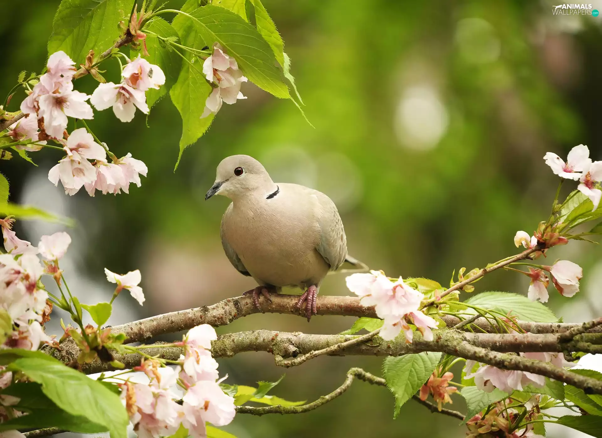 Bird, Flourished, branch pics, pigeon