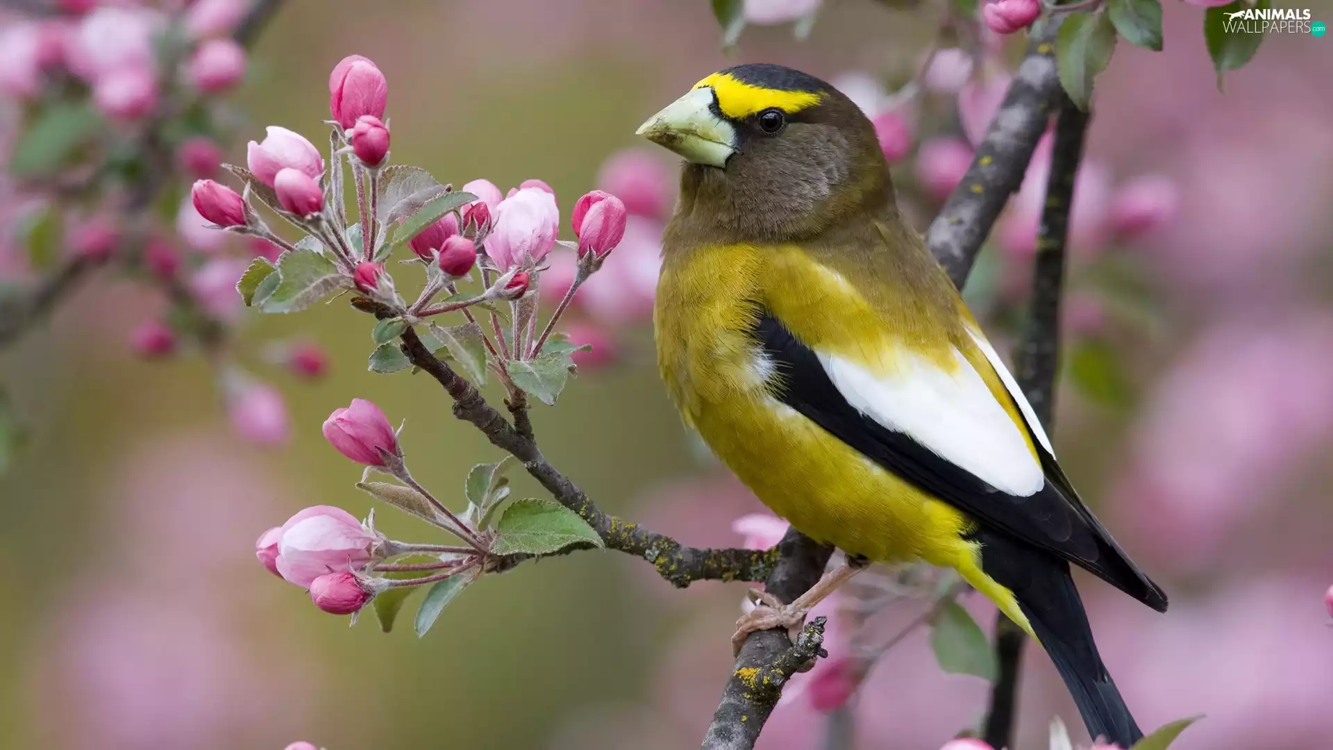 birdies, trees, Spring, flourishing