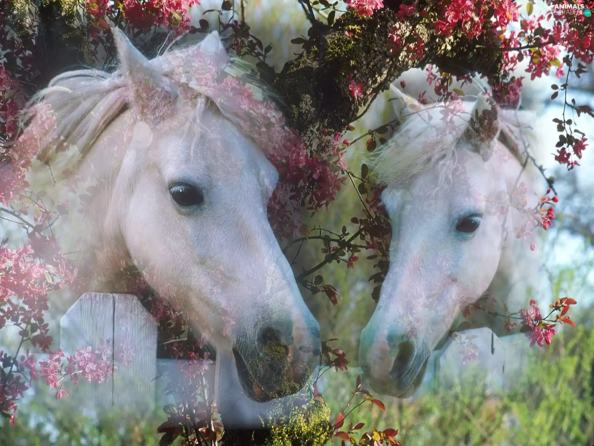 trees, viewes, bloodstock, flourishing, Two cars