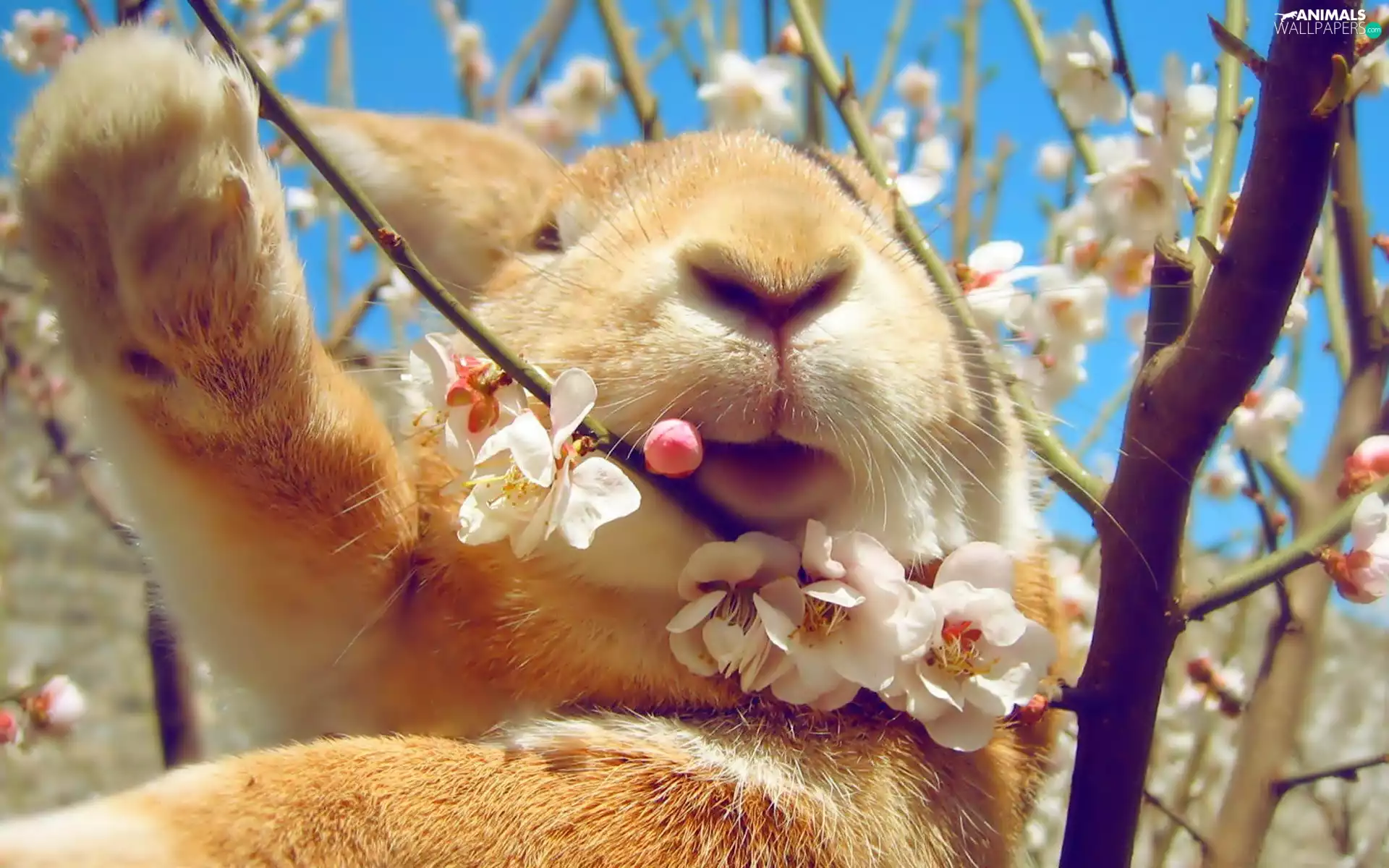 Rabbit, Twigs, Spring, flourishing