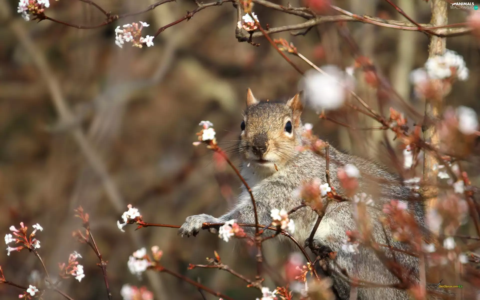 Spring, trees, squirrel, flourishing