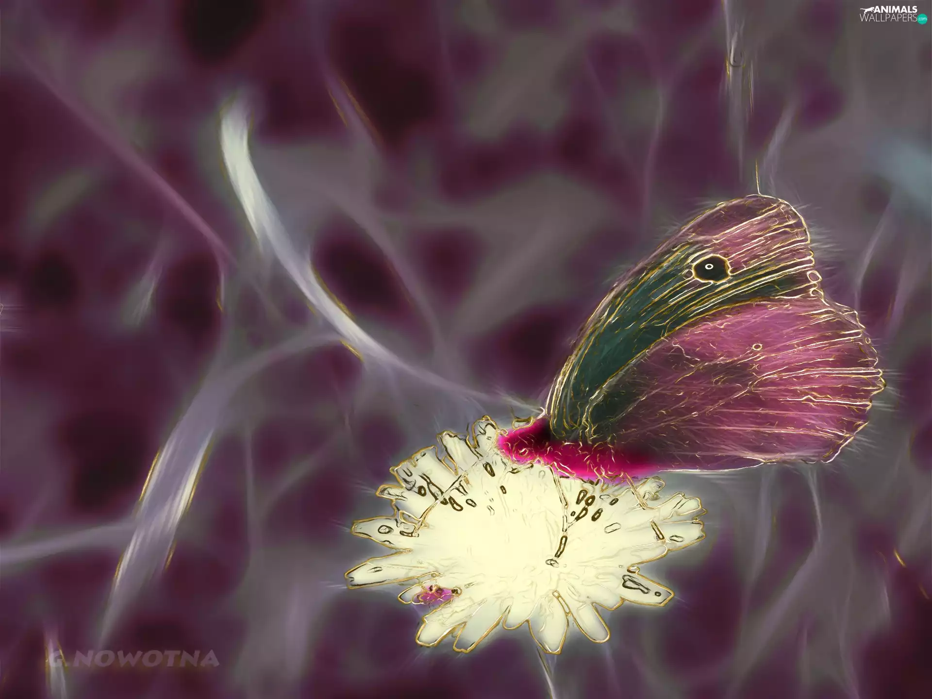 flower, butterfly, an