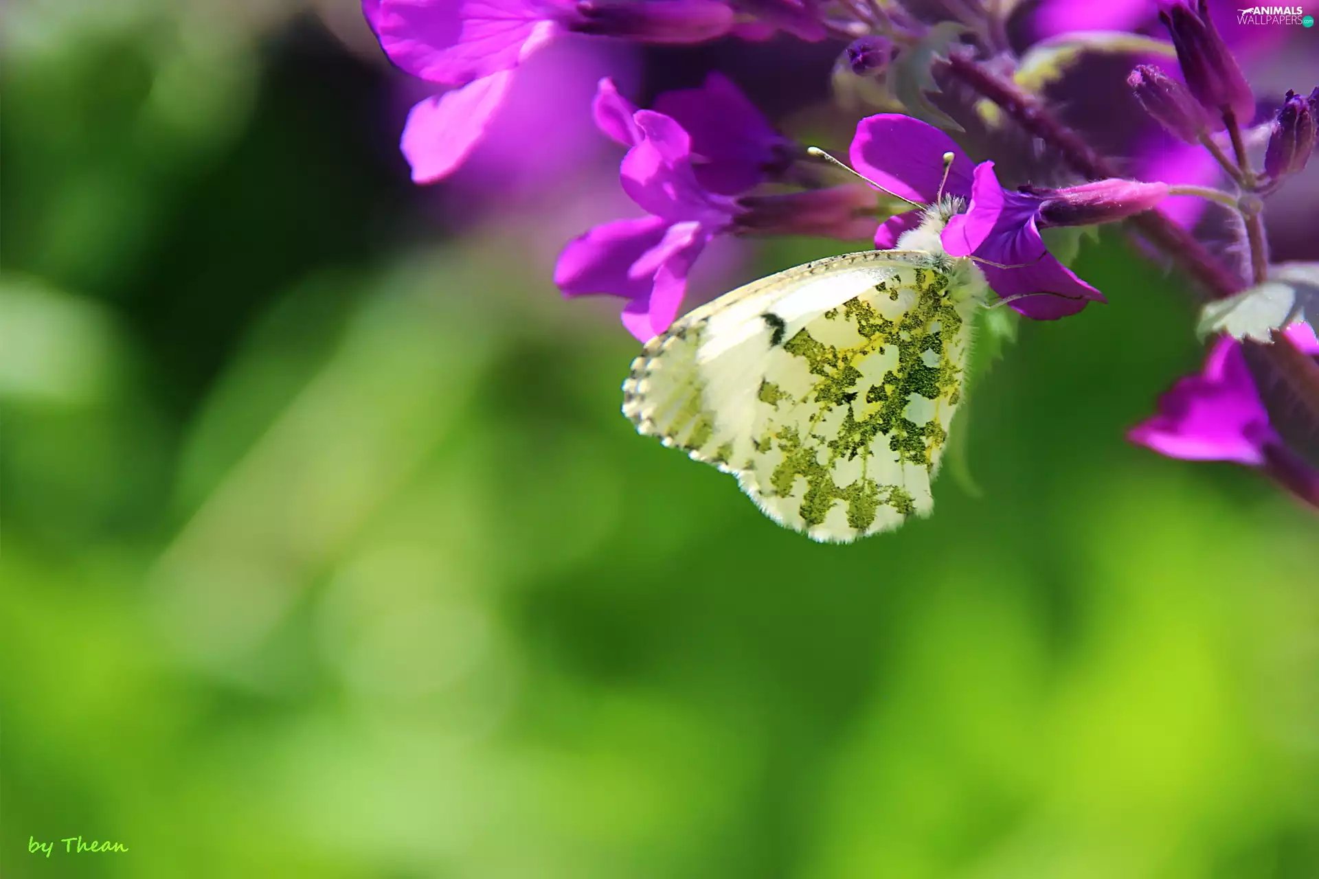 flower, butterfly, an