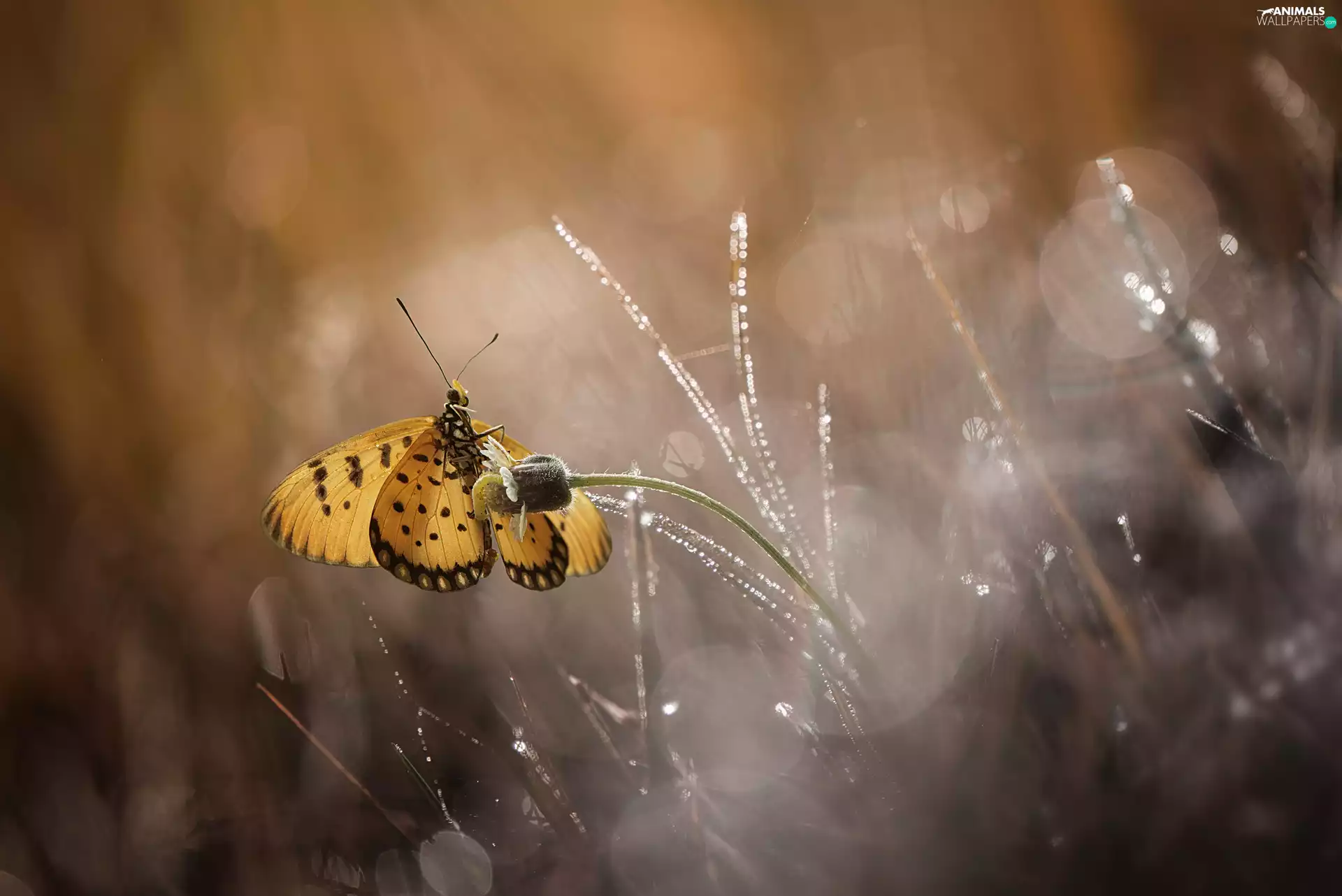 butterfly, Bokeh, grass, Flower