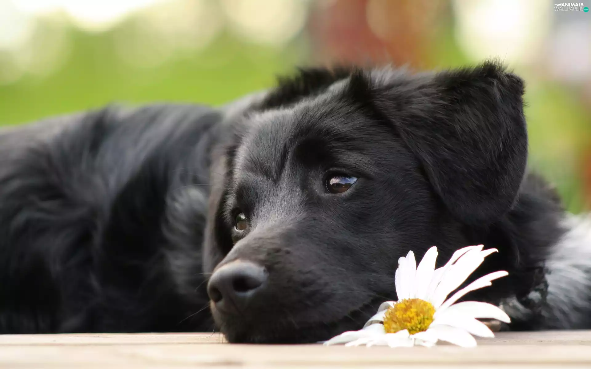 Flower, Black, dog