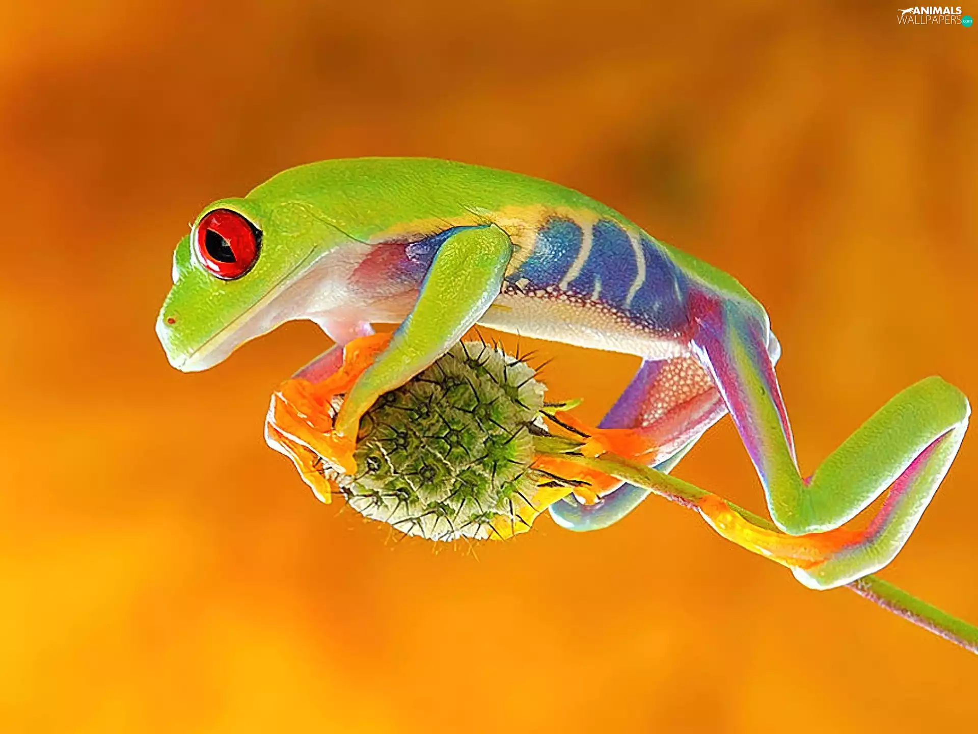 Flower, Coloured, frog
