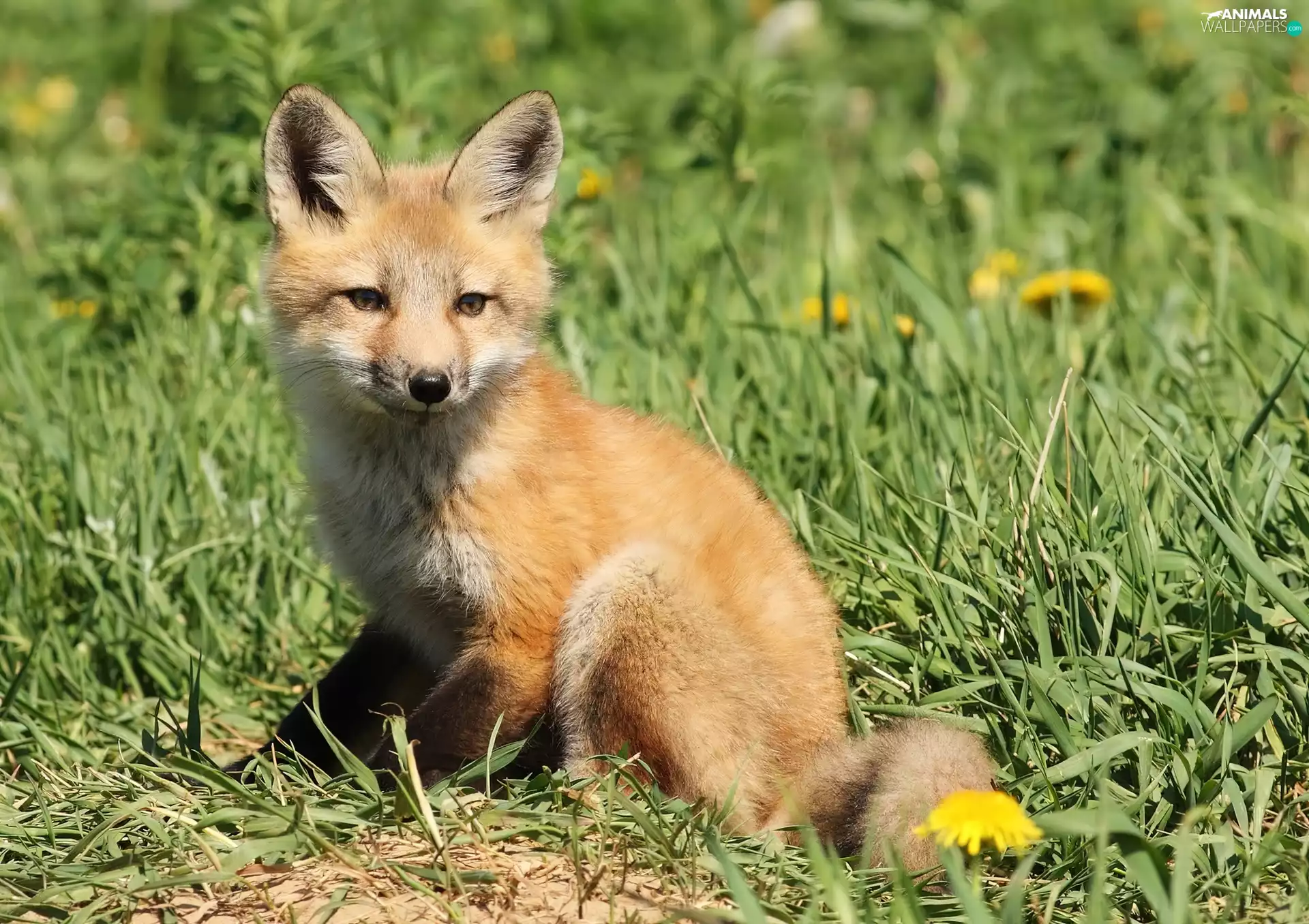 Flower, fox, grass