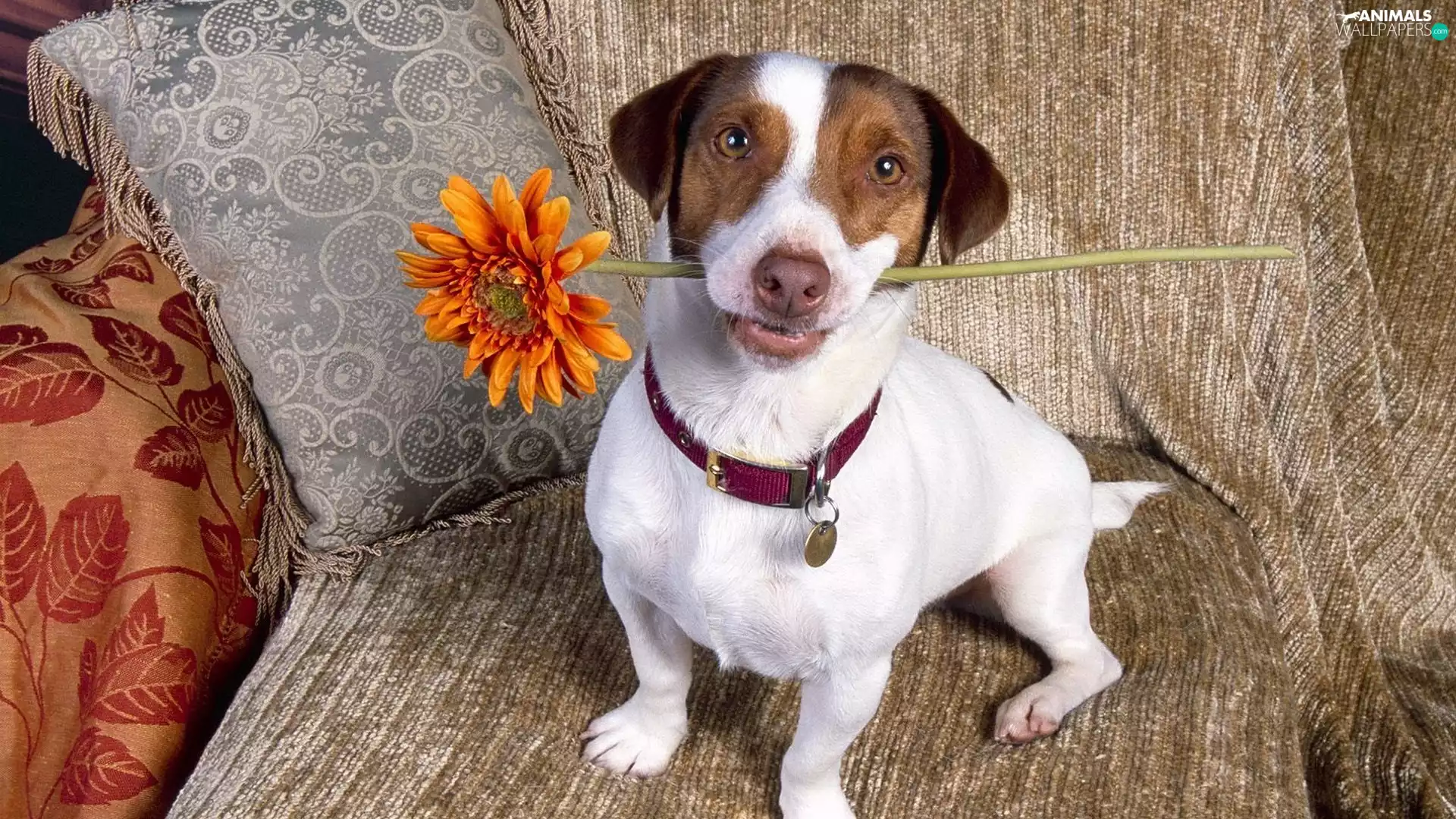 Jack Russell Terrier, Flower