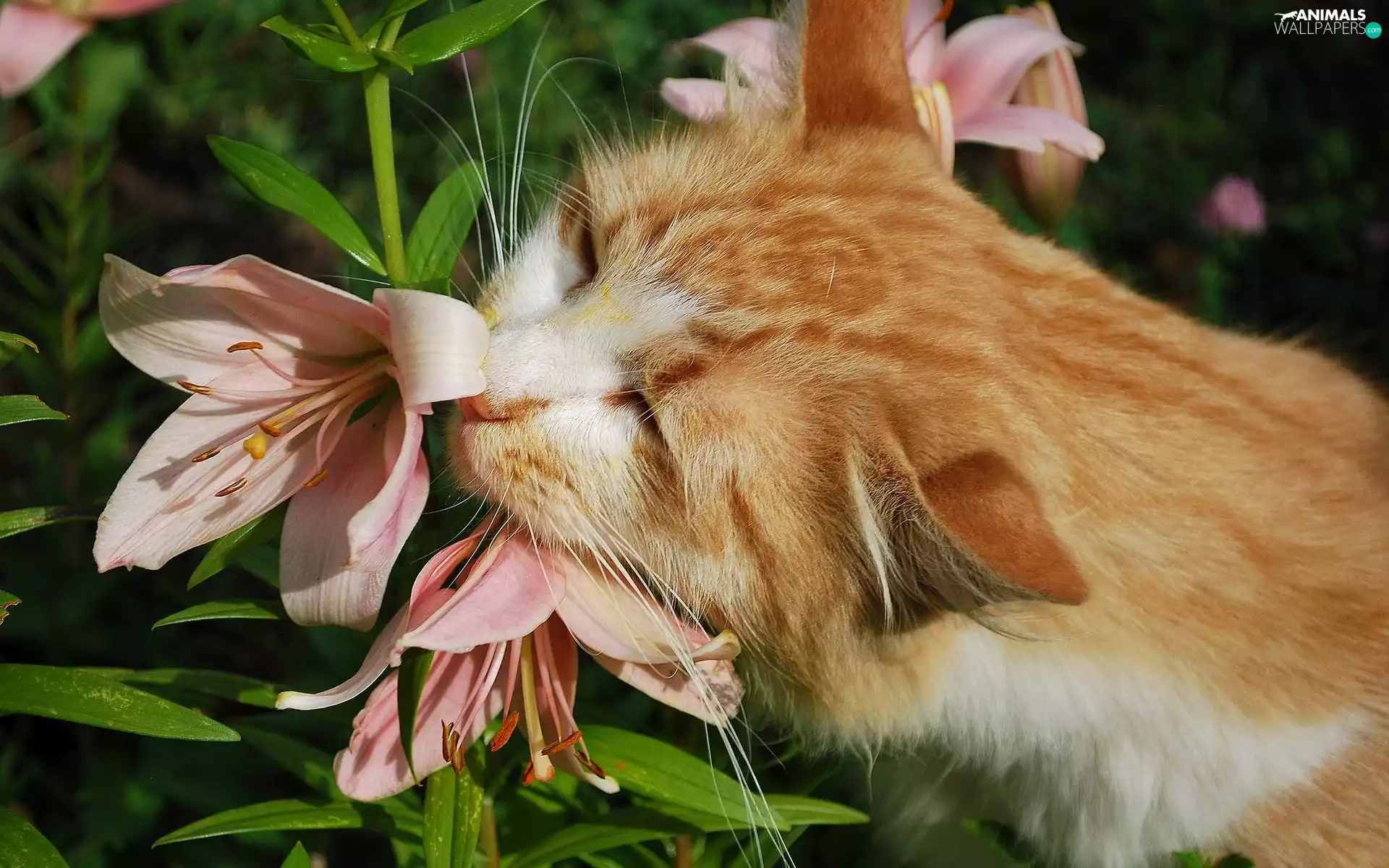 Flower, ginger, kitten