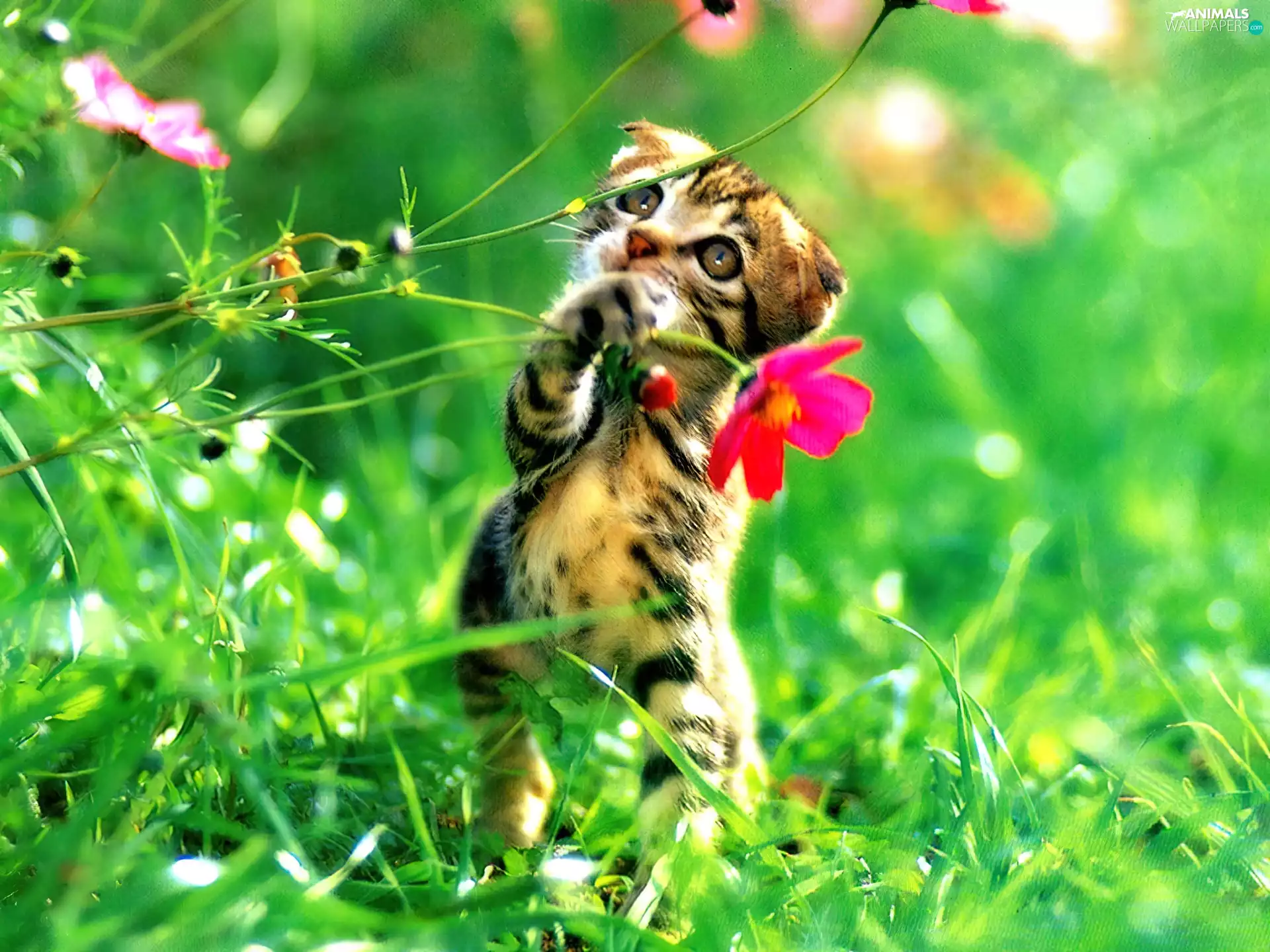 Flower, small, kitten