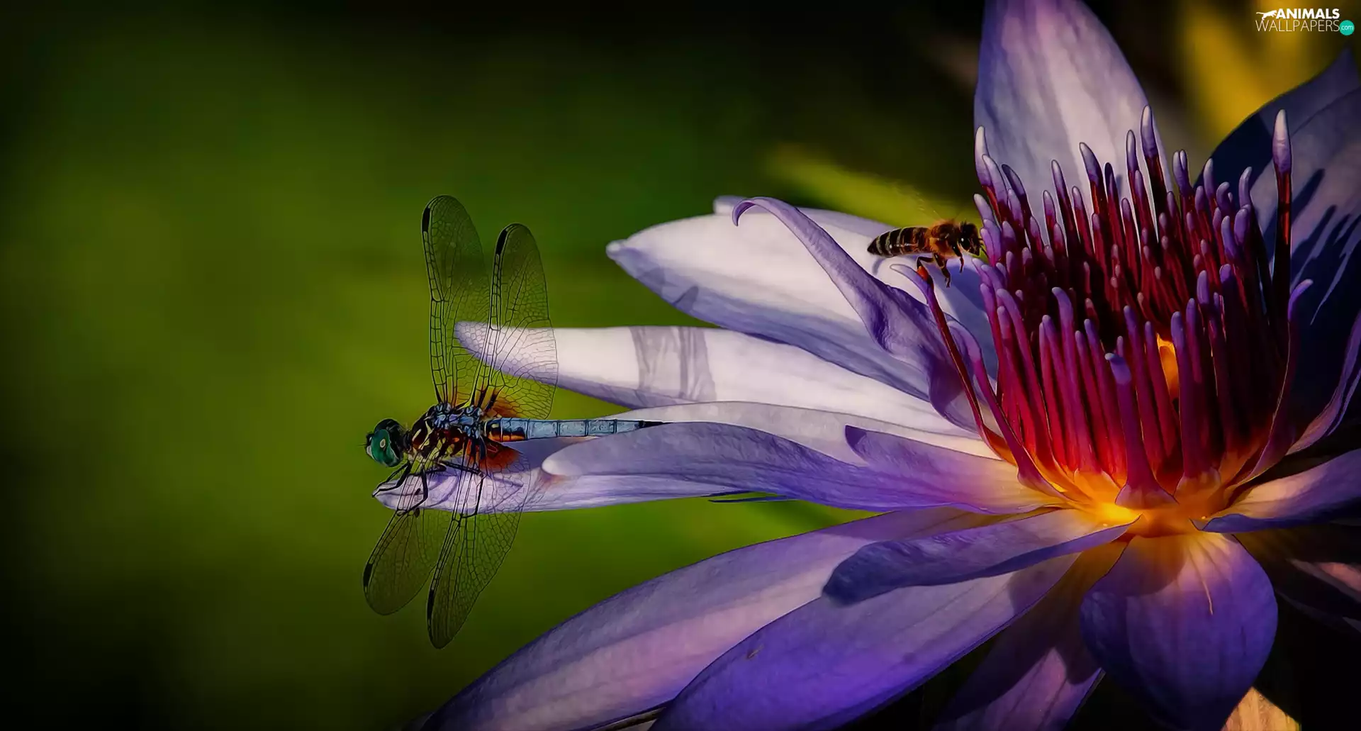 Close, water-lily, dragon-fly, bee, Maroon Flower