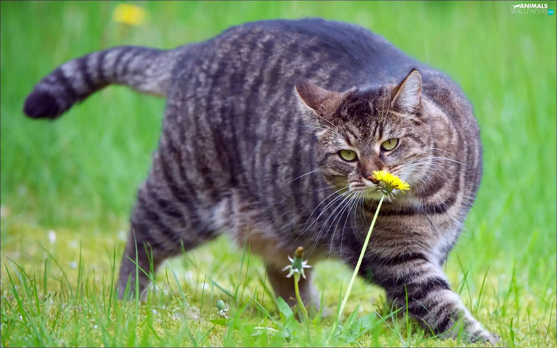 Flower, cat, Meadow