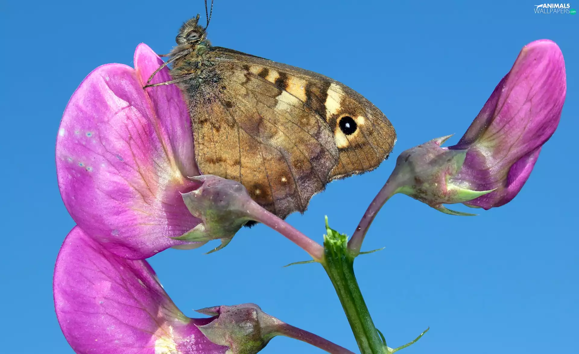 Flower, butterfly, Pink