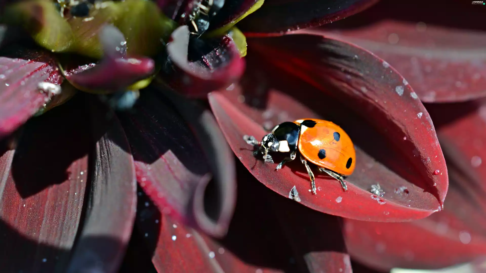 Red, flakes, ladybird, Flower