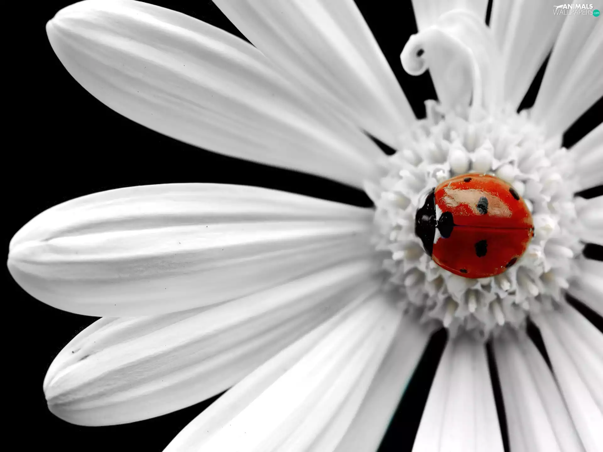 Flower, ladybird, White