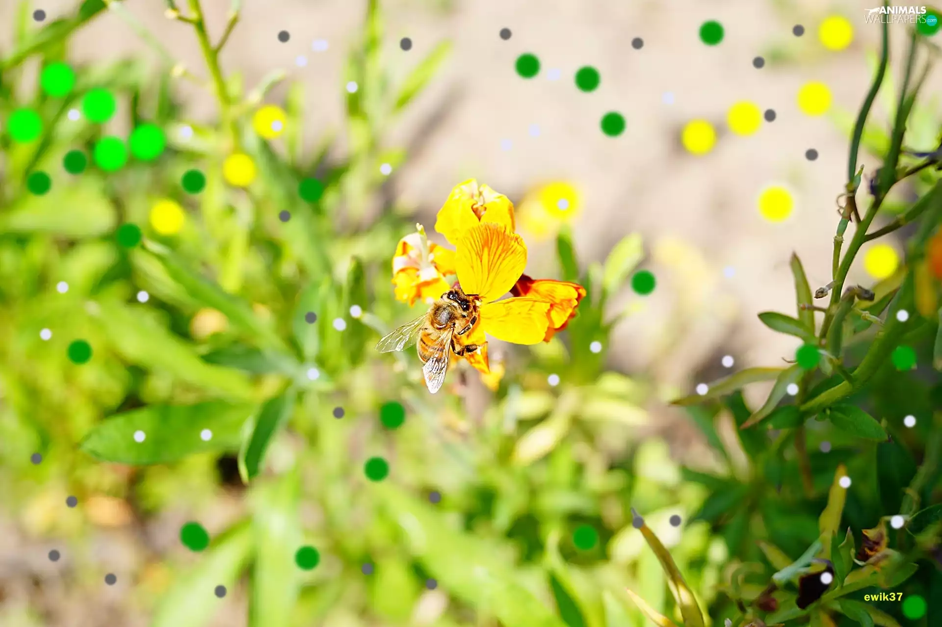 Flower, bee, Yellow