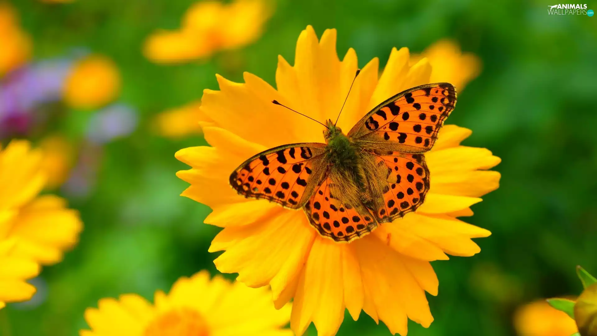 Flower, butterfly, Yellow
