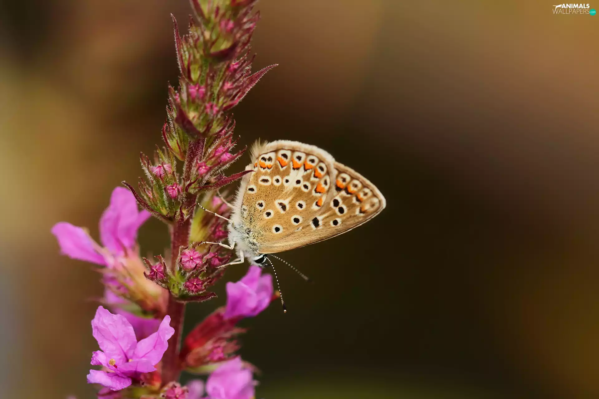 butterfly, Insect, Colourfull Flowers, Aricia Agestis