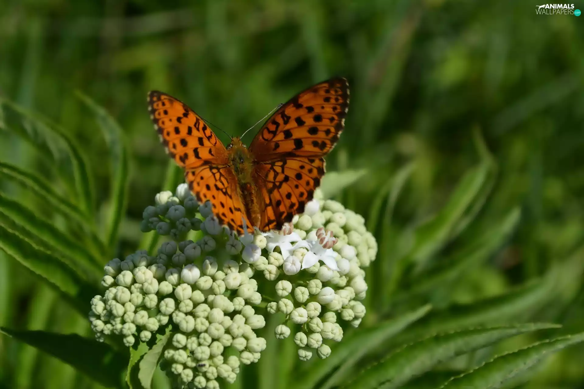 White, Flowers, argynnis, Paphia, butterfly