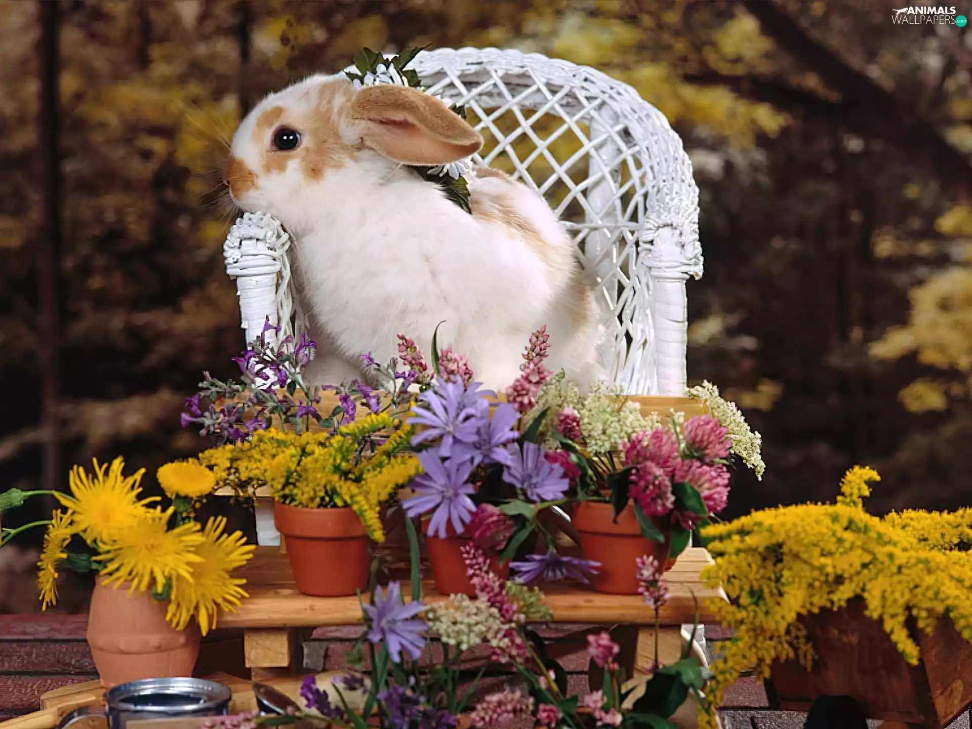 Flowers, Rabbit, Armchair