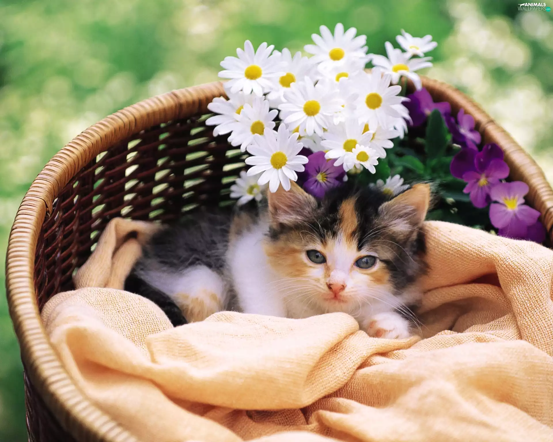 Flowers, kitten, basket