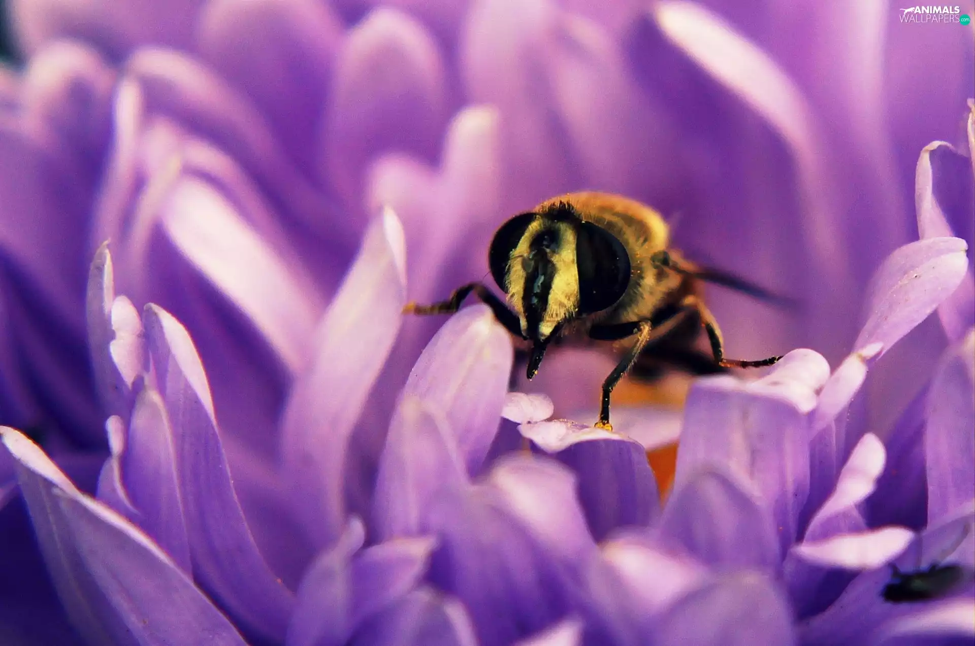 bee, Violet, Colourfull Flowers