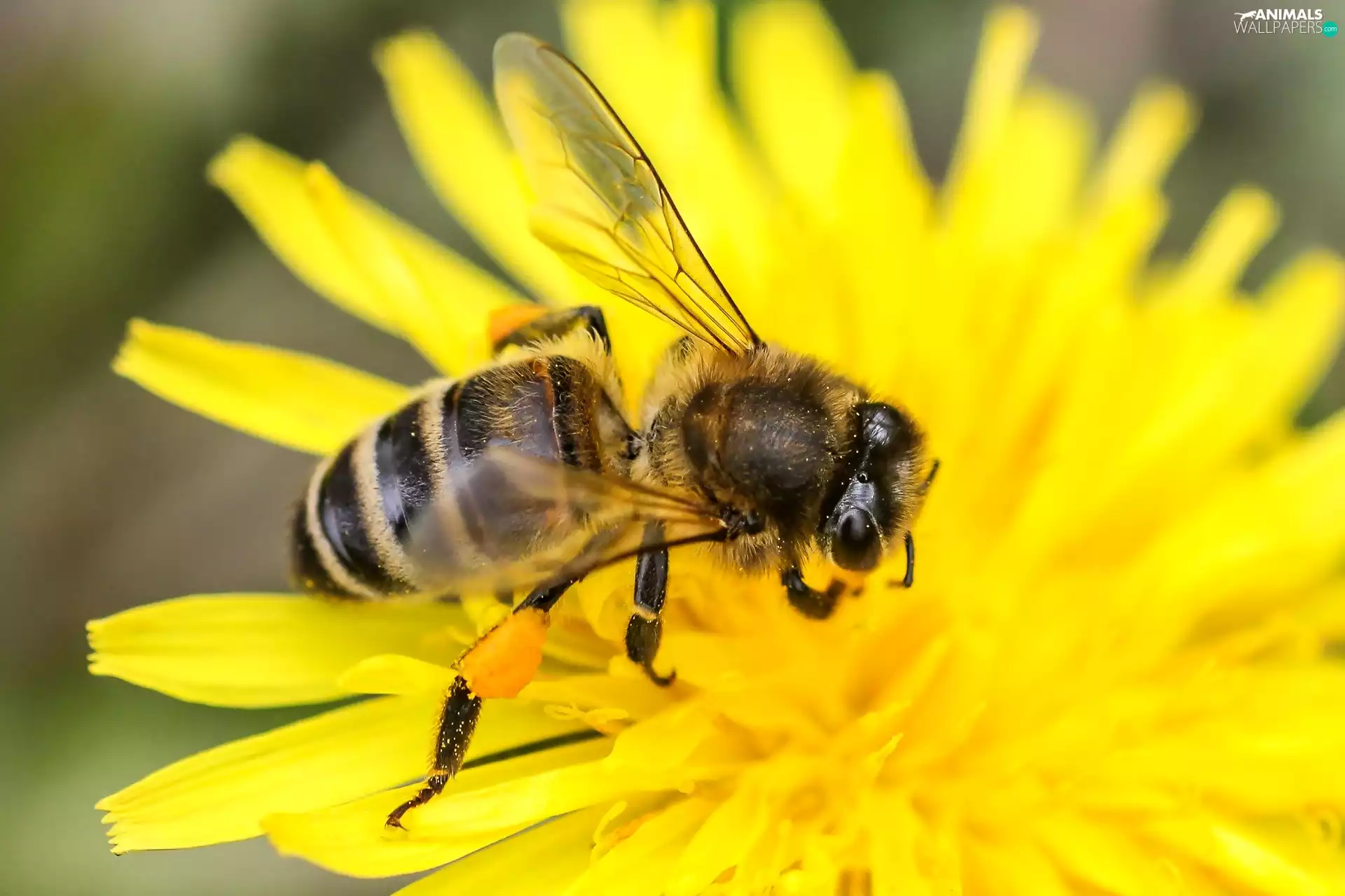 bee, Yellow, Colourfull Flowers