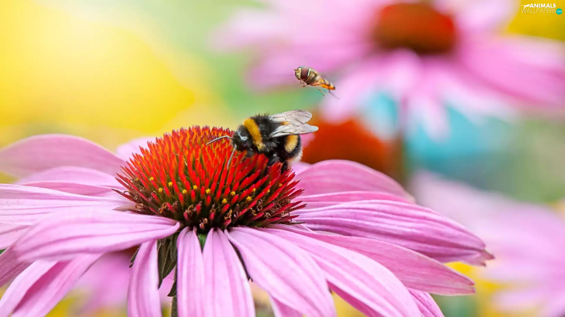 Colourfull Flowers, bee, Close, echinacea