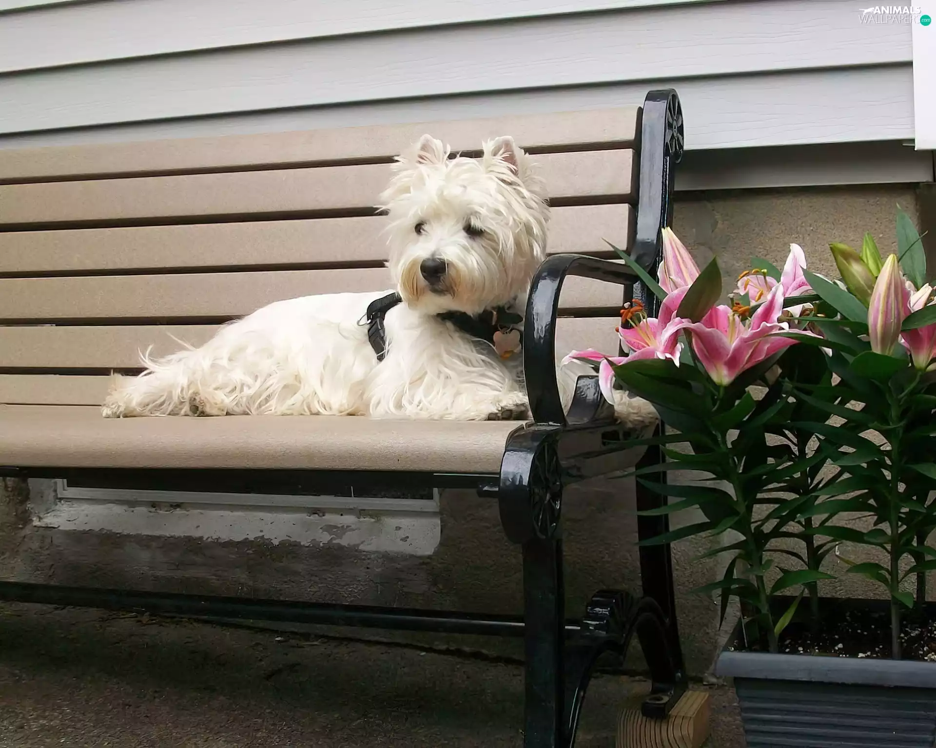Flowers, doggy, Bench