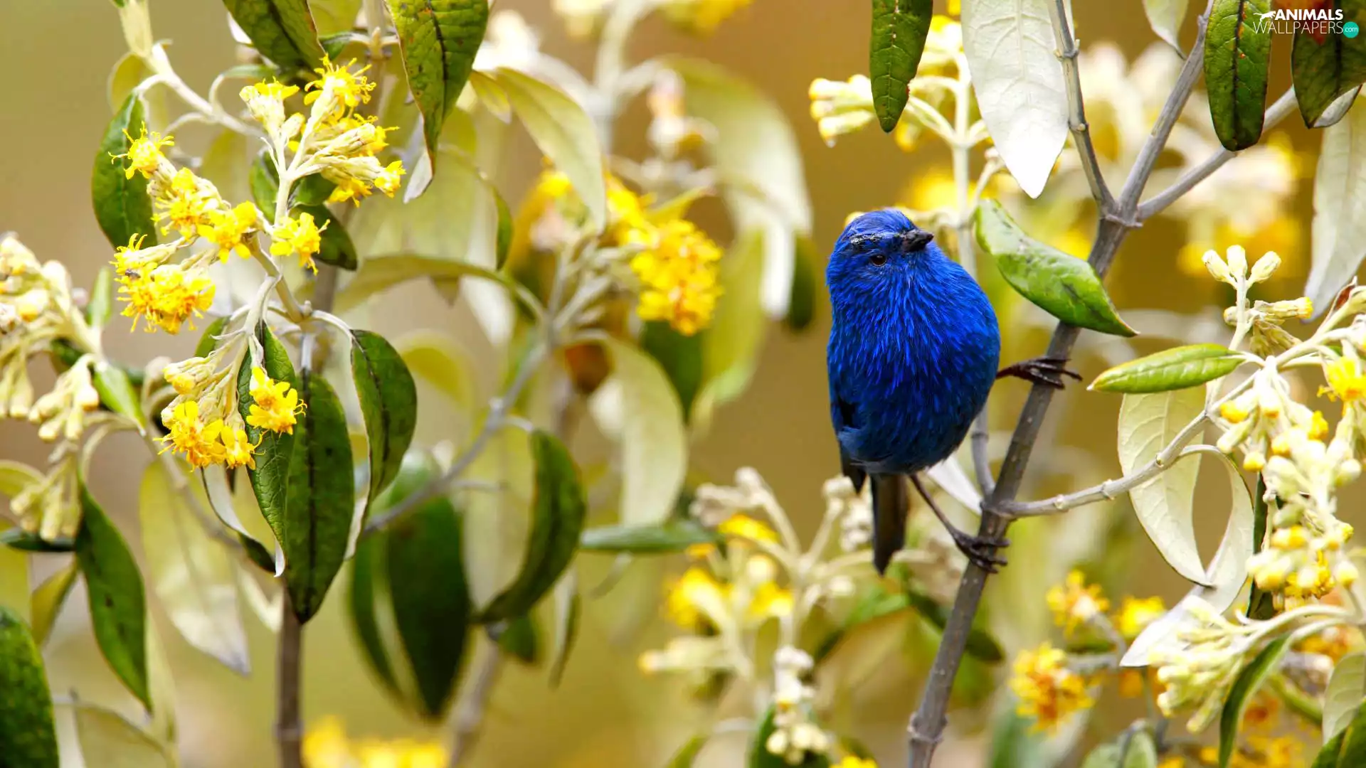 Bush, Flowers, Bird, twig, blue