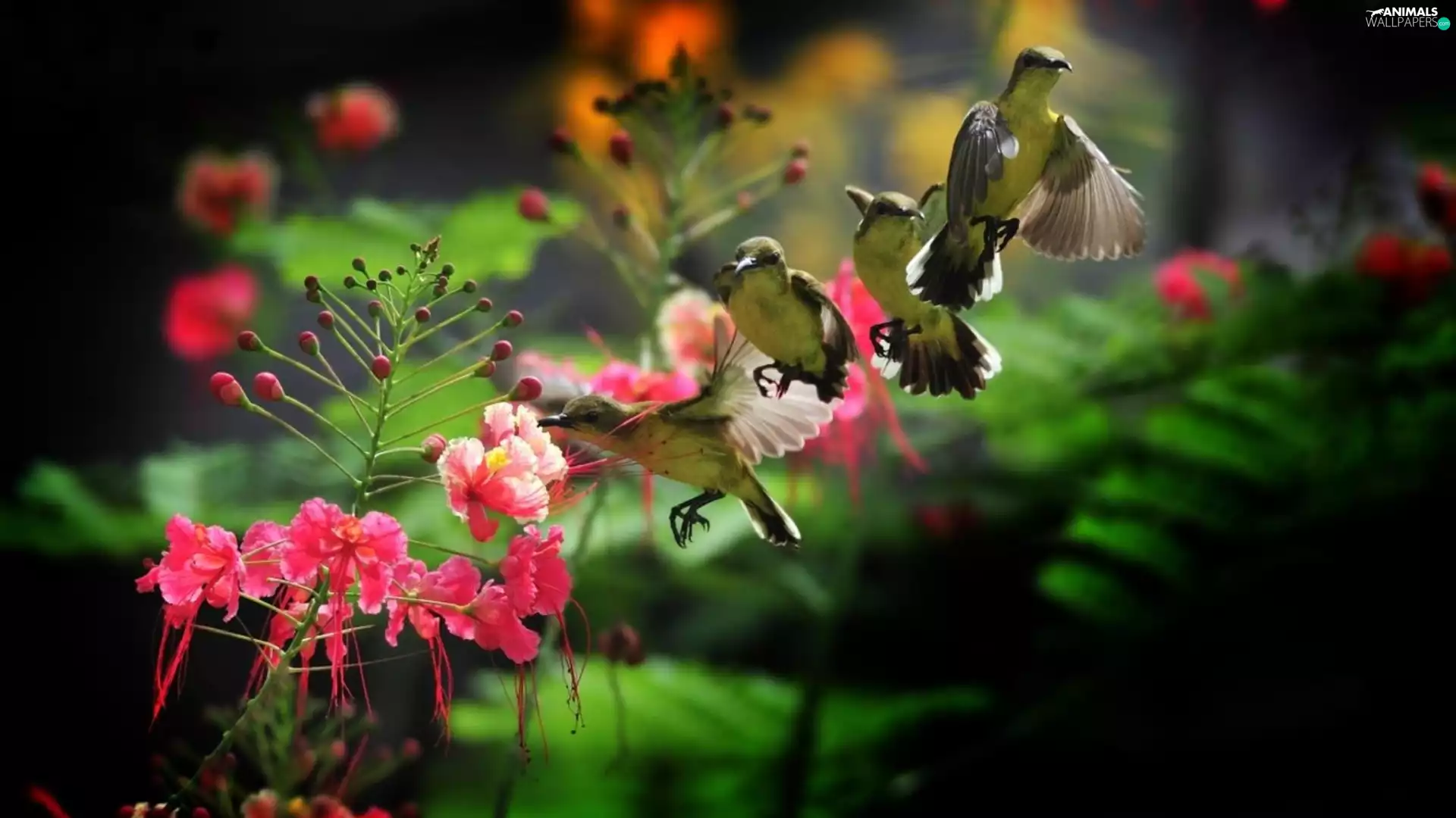 Colourfull Flowers, birdies, eating honey