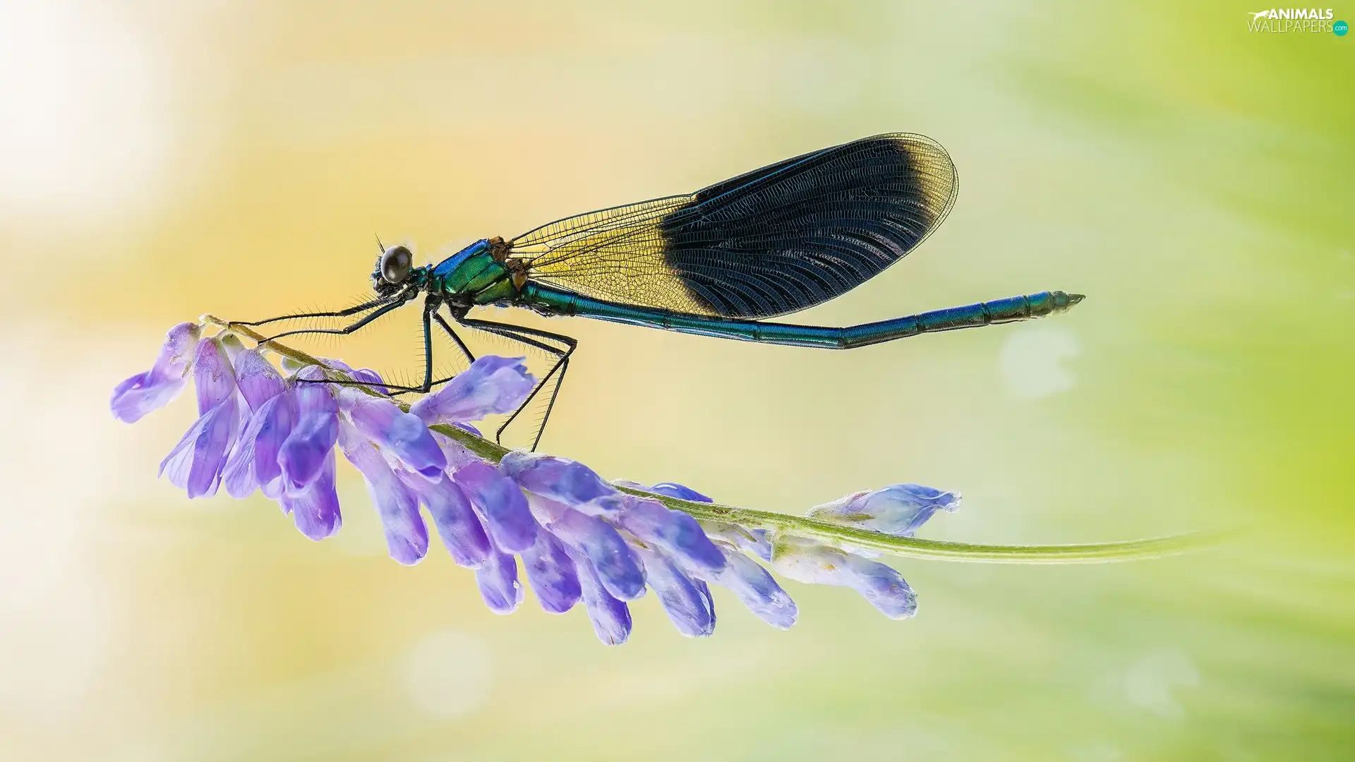 dragon-fly, Colourfull Flowers, Close, blue